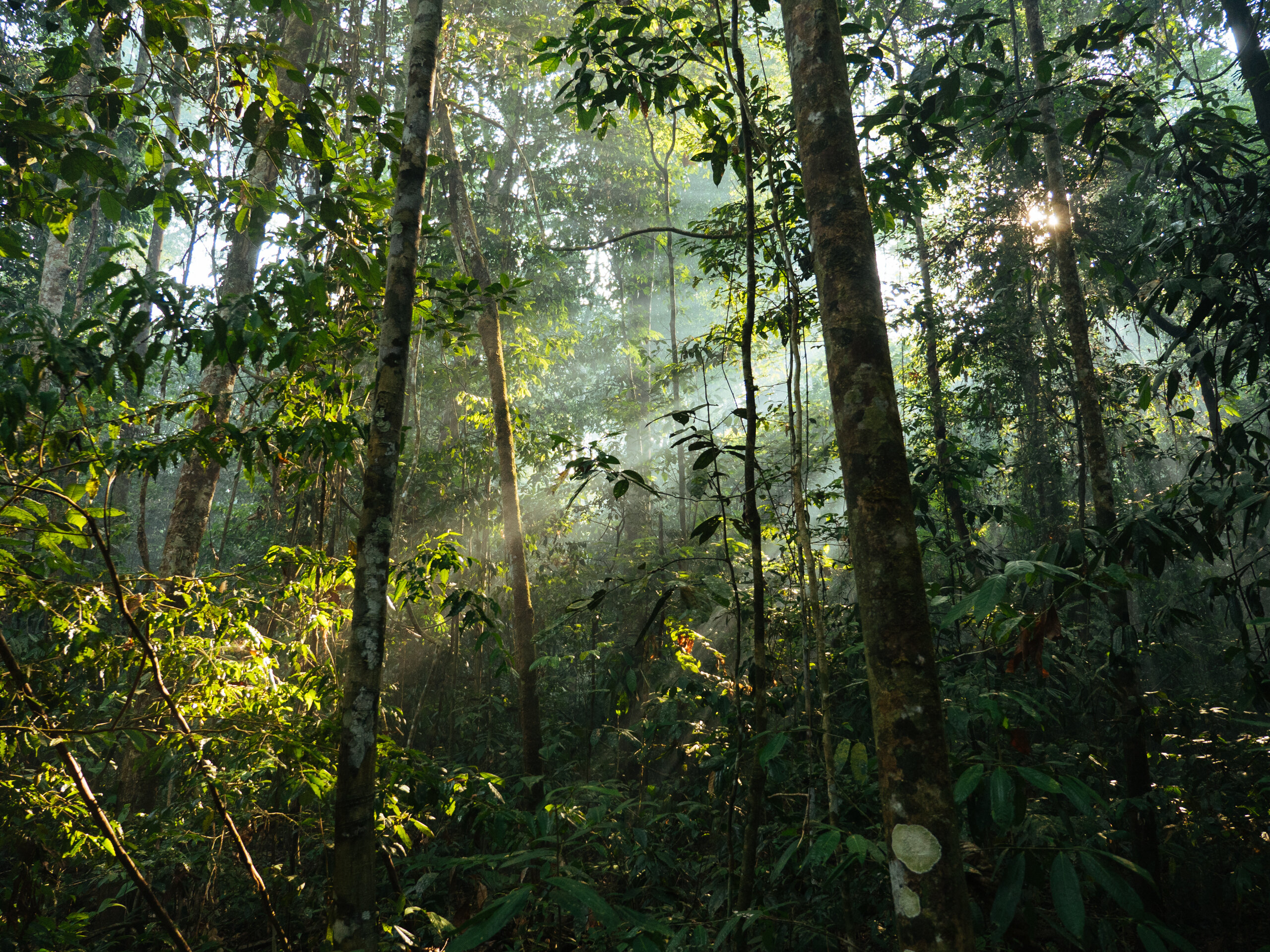 Джунгли бразилии. Бразилия тропические леса Сельва. Галерейный лес Бразилии. Дождевые леса Бразилии. Дождевые леса Амазонии.