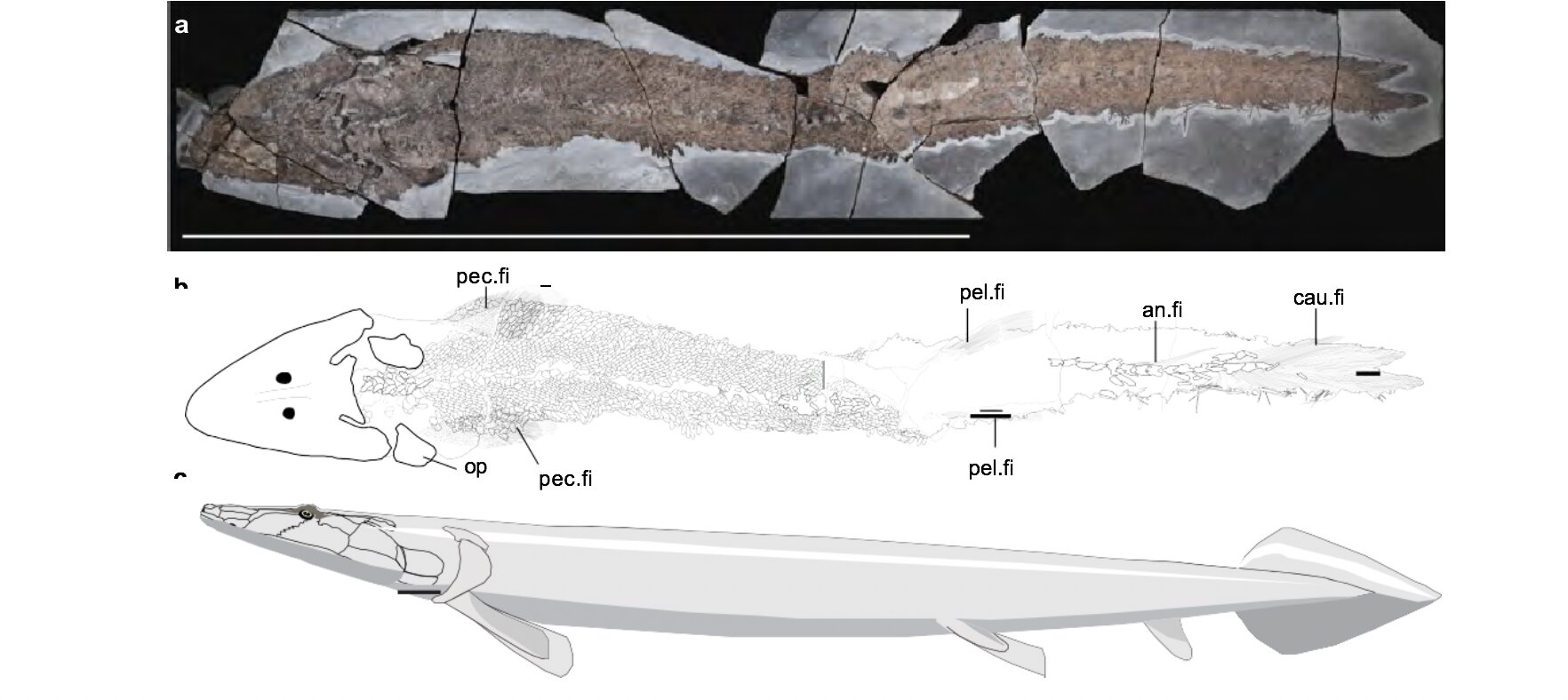 Ancient fish fossil reveals evolutionary origin of the human hand