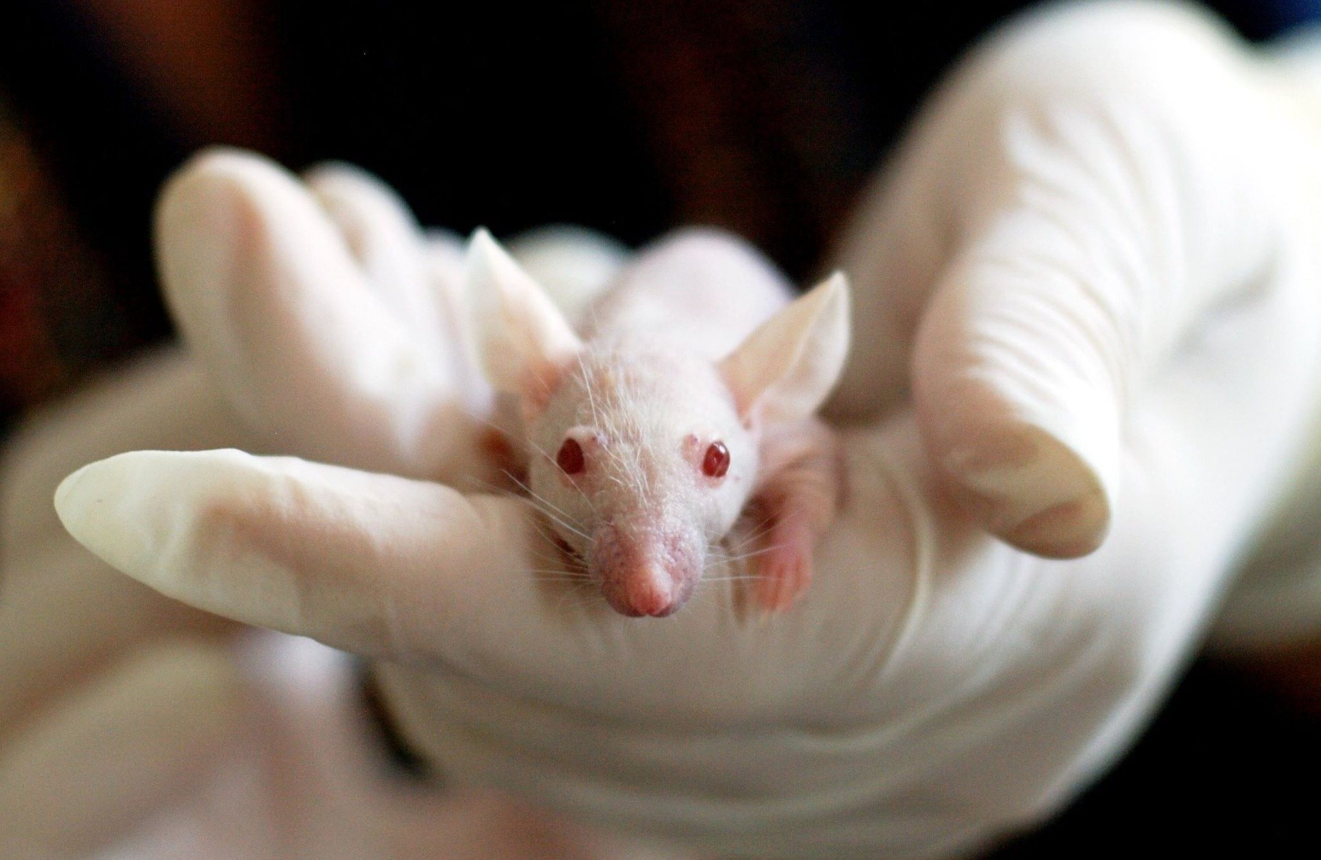 Animal testing no longer required for drug approval, but high-tech  substitutes aren't ready