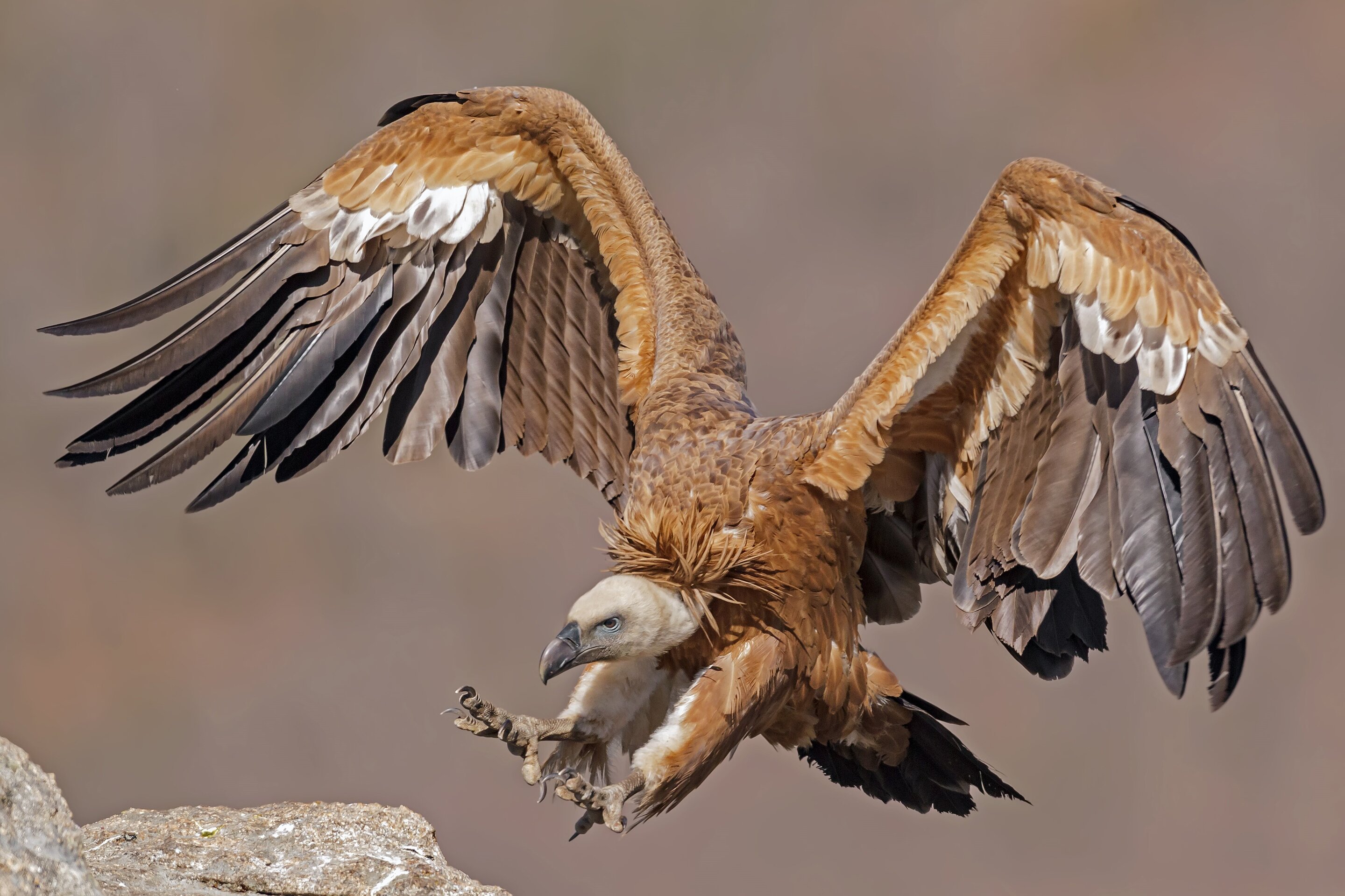 photo of Are vultures spreaders of microbes that put human health at risk? image
