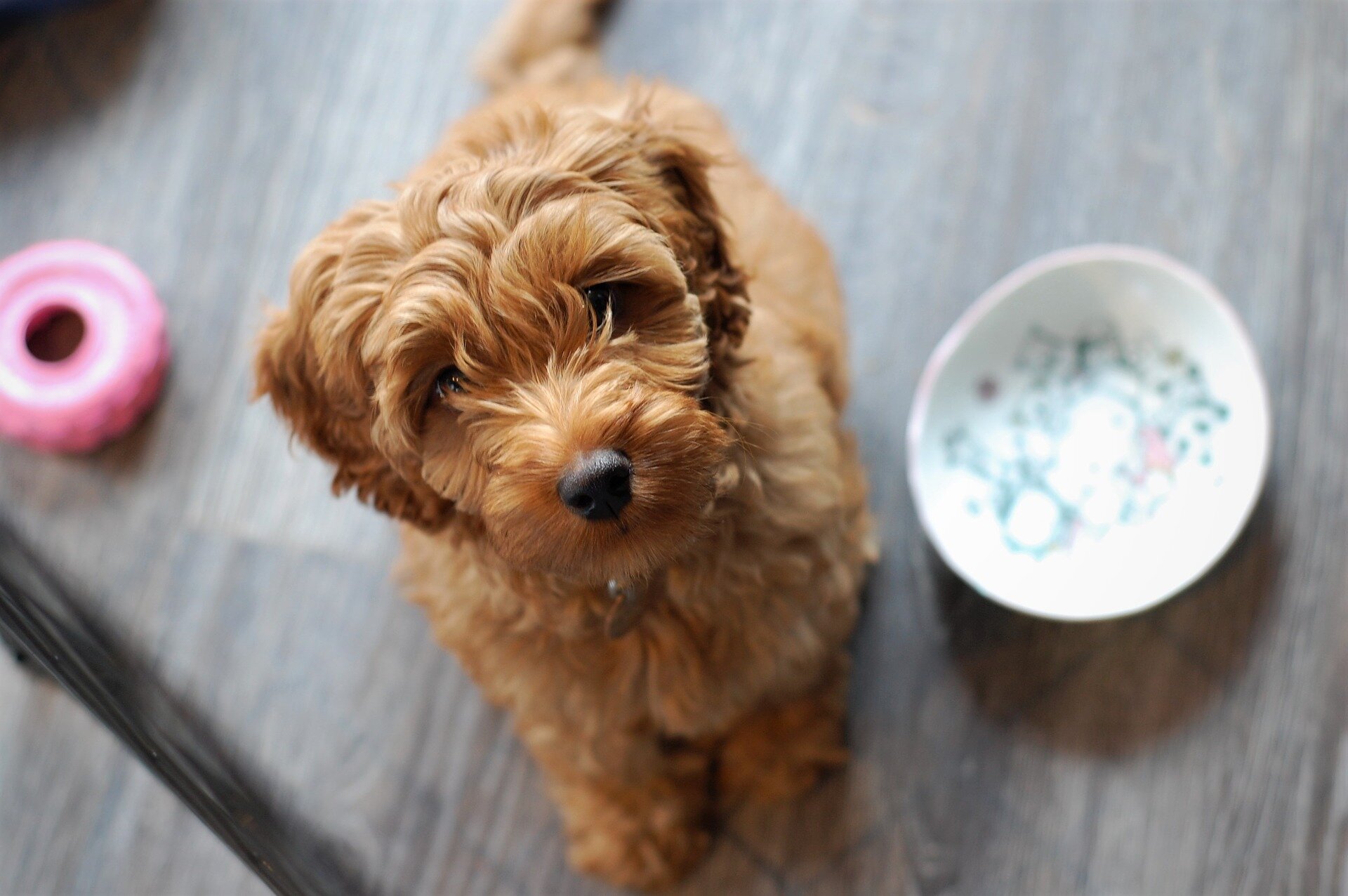 Labradoodle oodle cheap