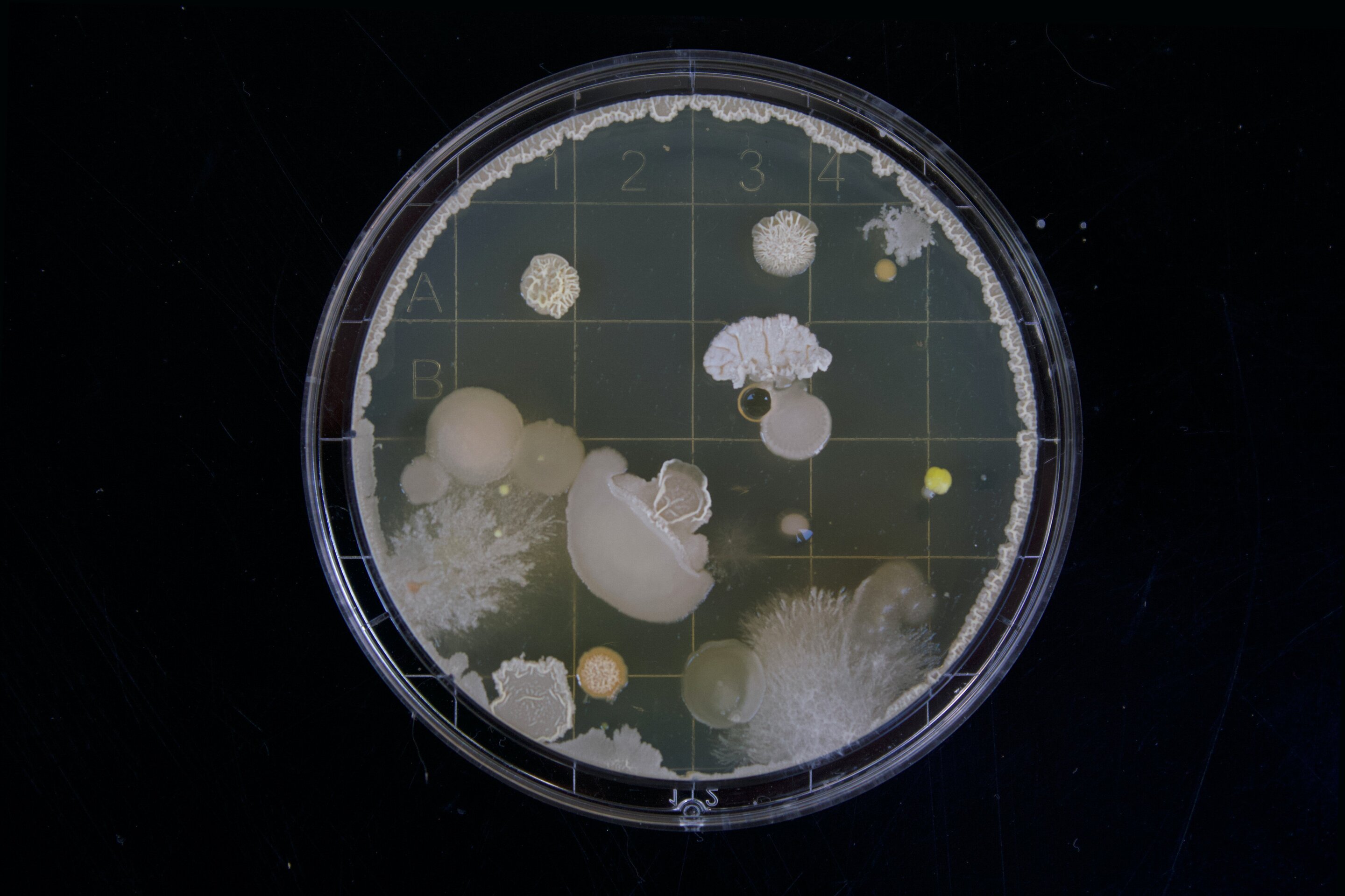 photo of Drugs that aren't antibiotics can also kill bacteria. A new method pinpoints how image