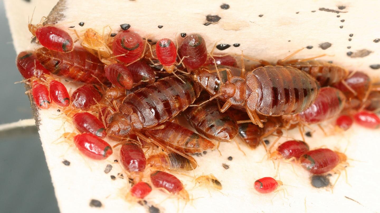 Bed bugs modify microbiome of homes they infest