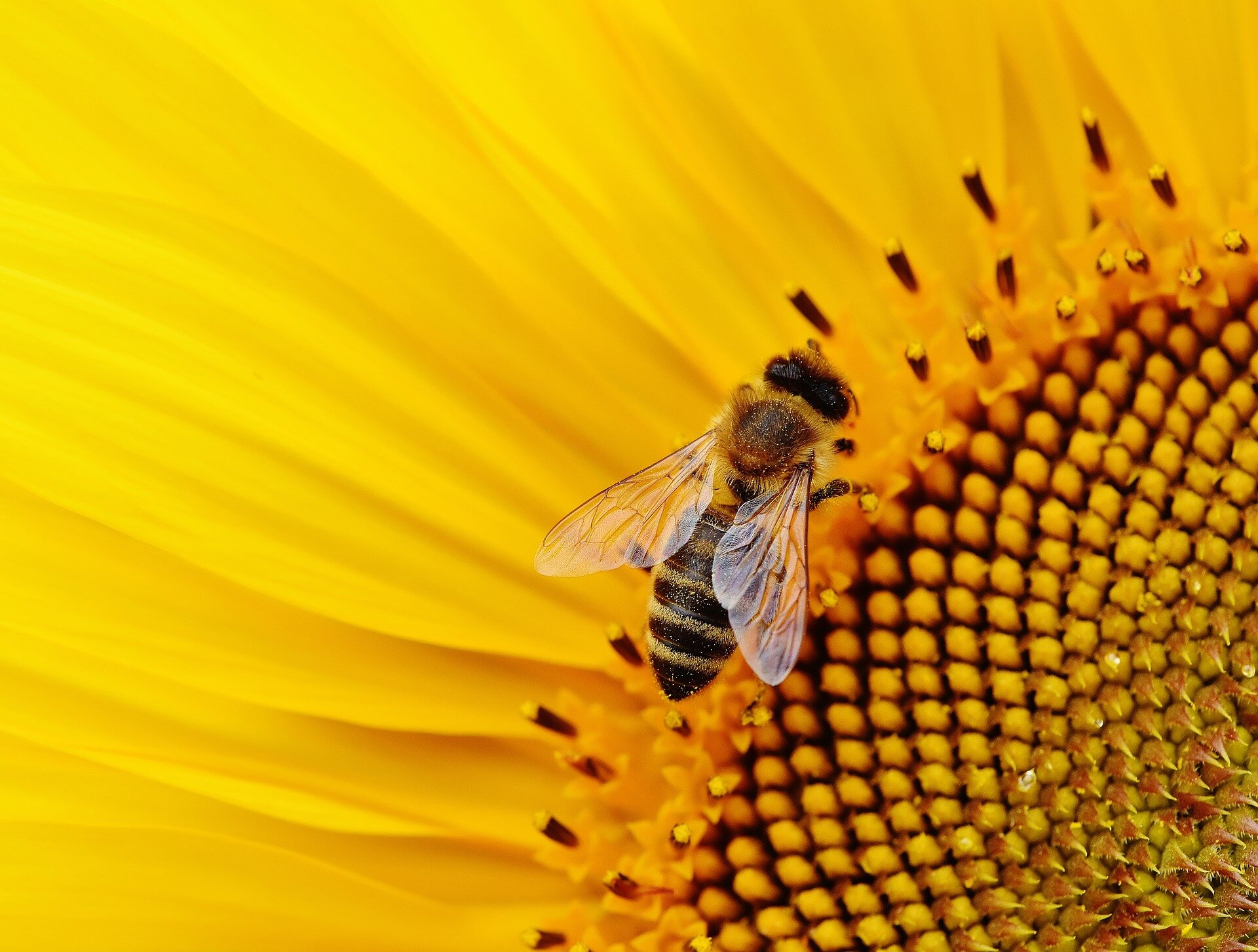 Modern pesticides damage the brain of bees so they can't move in a straight line