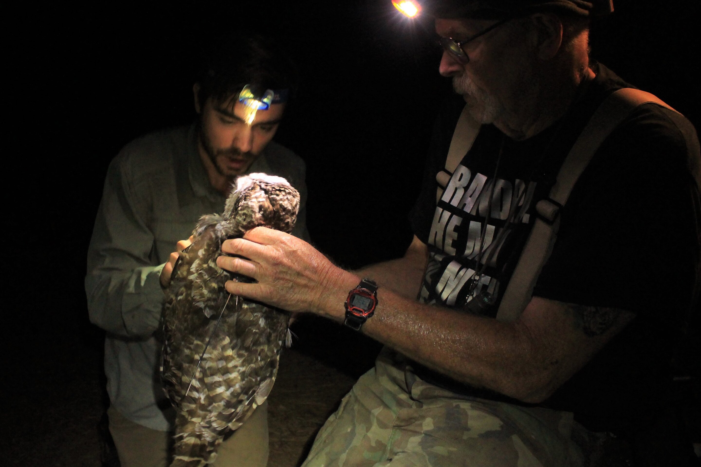 photo of Biologists recommend urgent action to protect California spotted owls image
