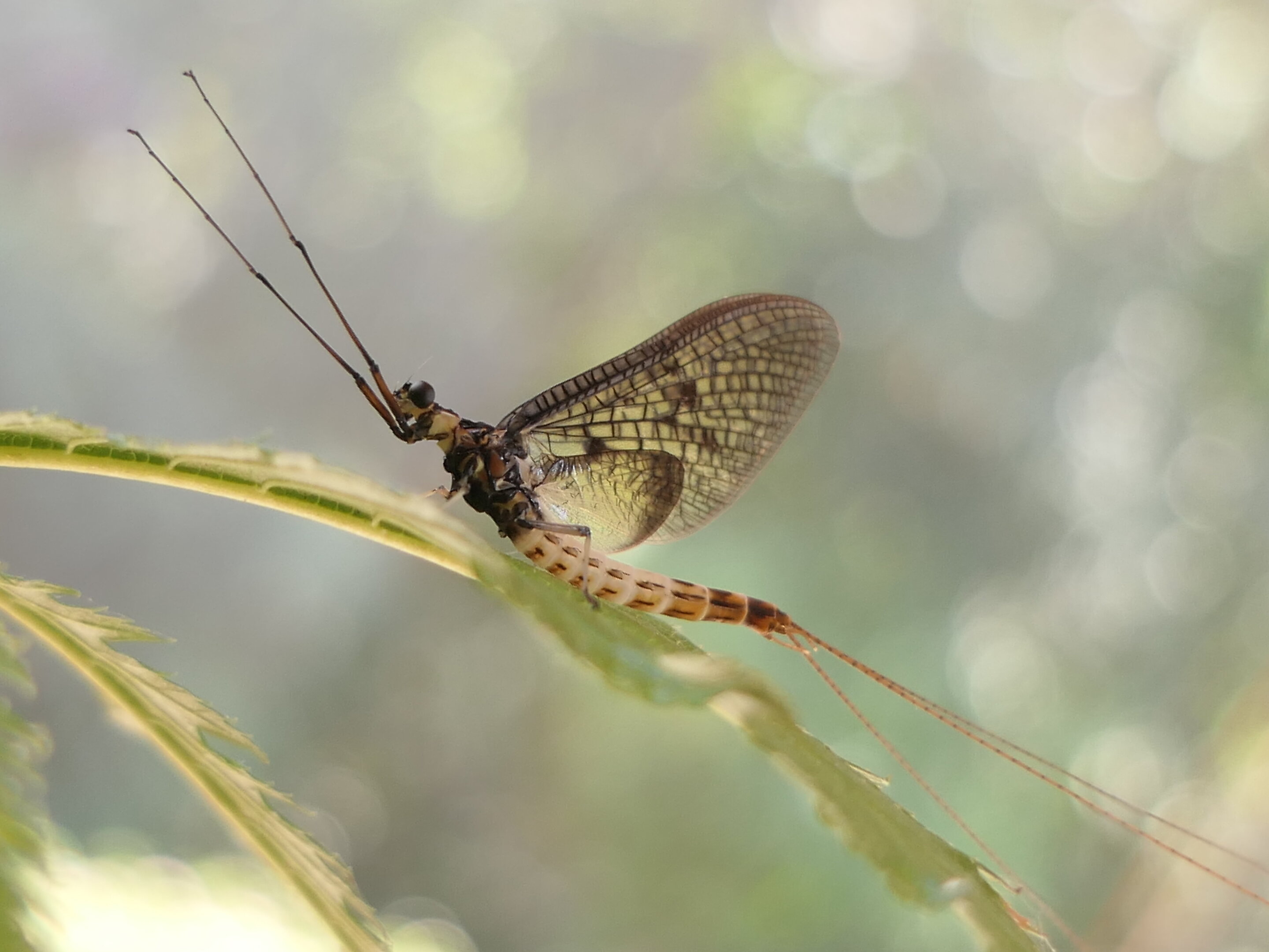 Brief Buzz Danish Mayfly Named 21 Insect Of The Year