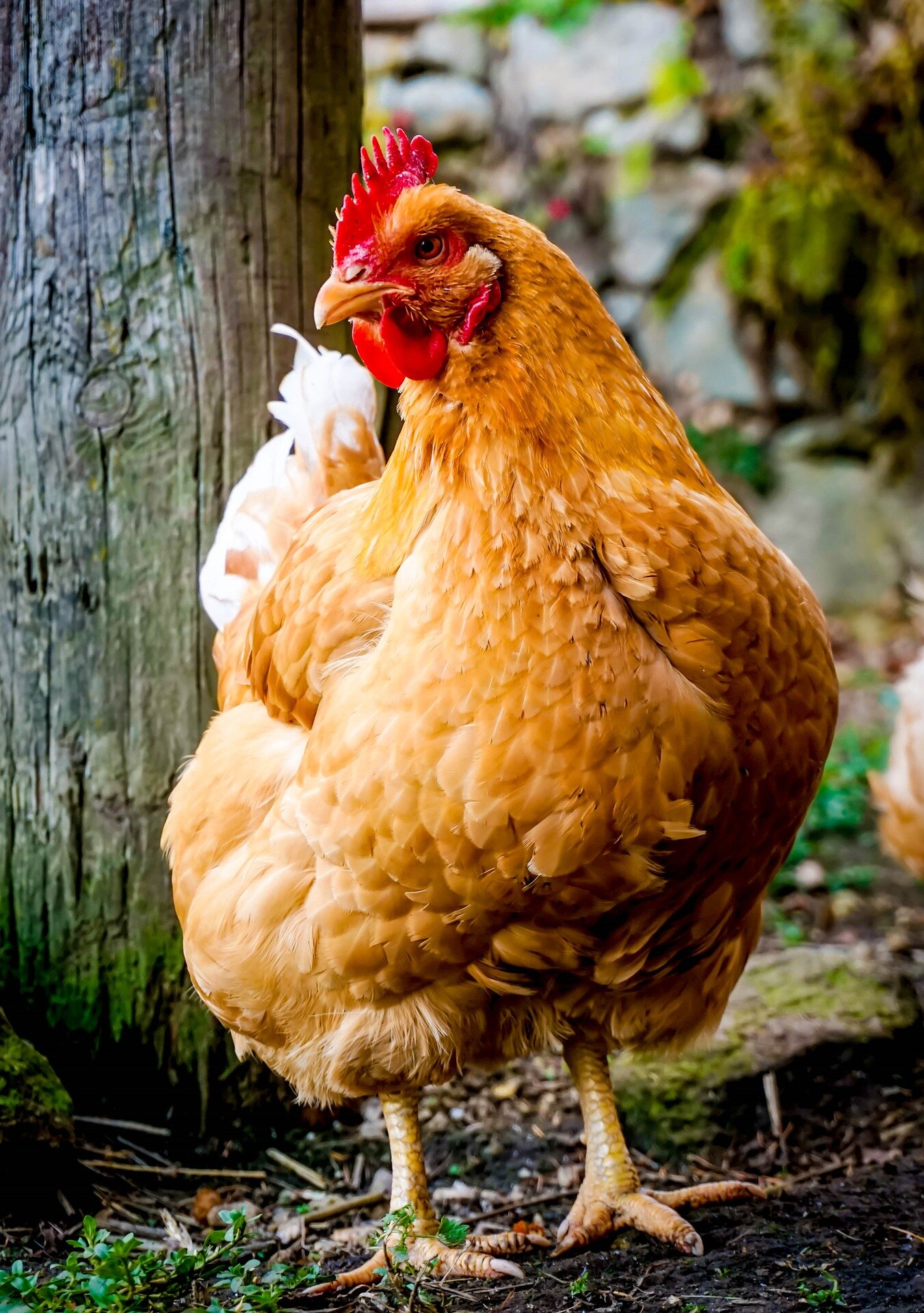 photo of Slower growing chickens experience higher welfare, commercial scale study finds image