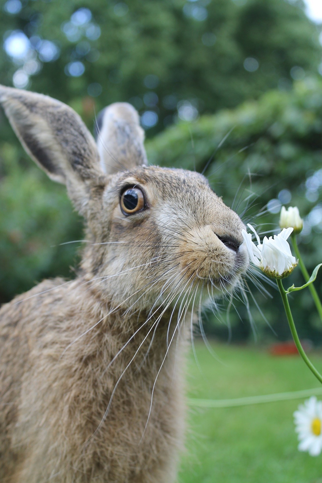 Мире животных зайцы. Заяц-Русак. Заяц полевой. Изображение зайца. Летний заяц.
