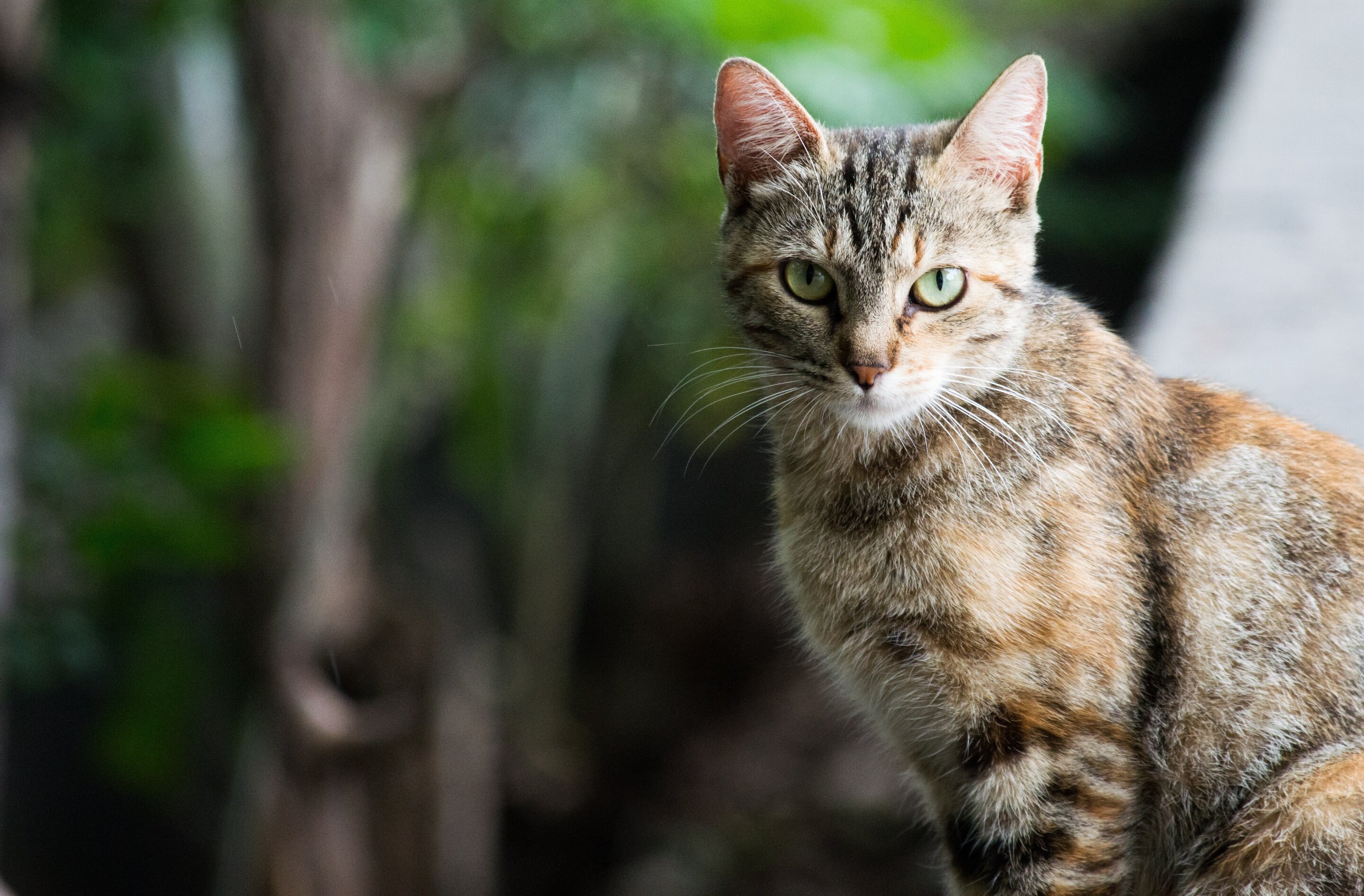 Cat illnesses have $6 billion affect on human well being in Australia