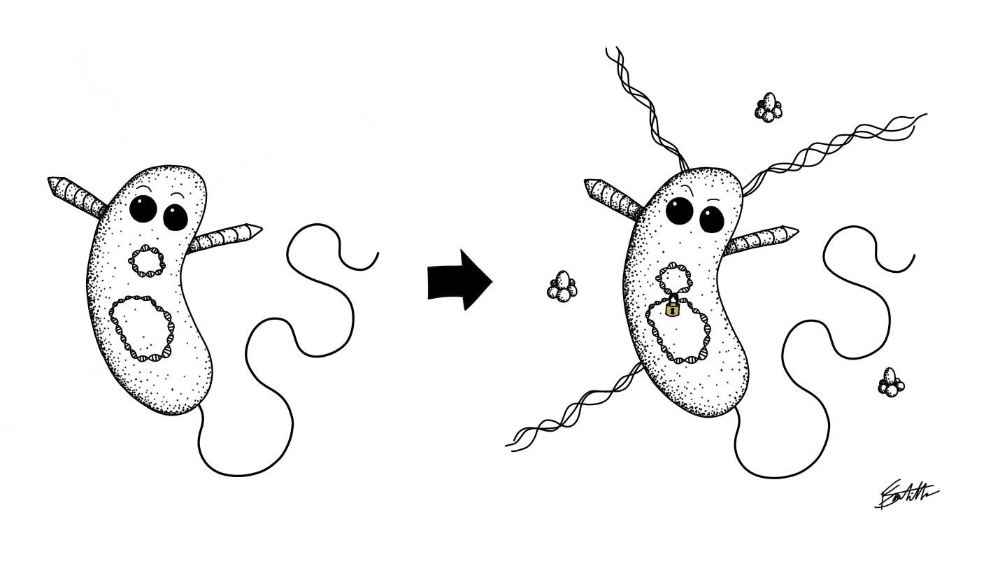 Схем бактерии вибриона