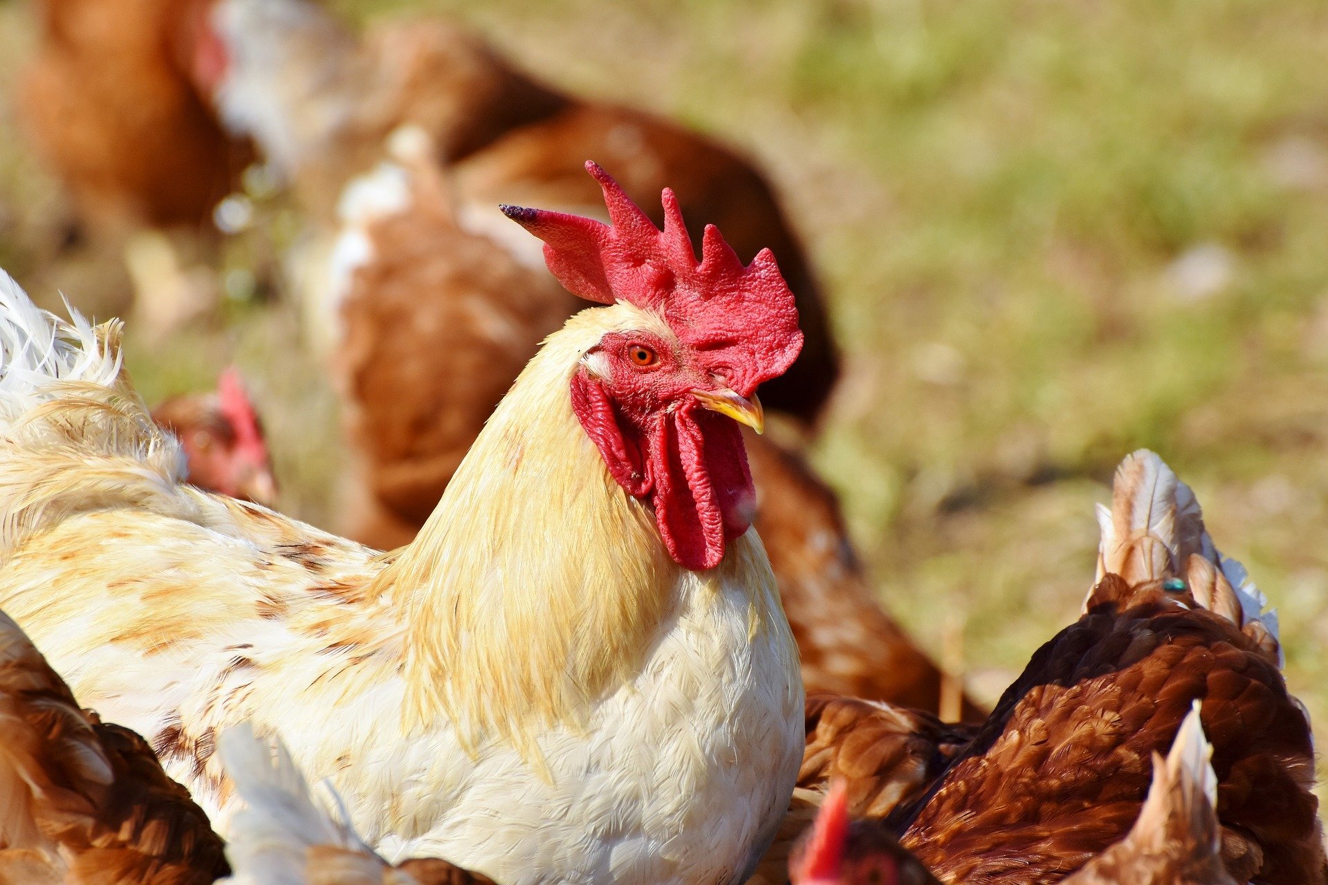 Environmentally conscious consumers more likely to buy chicken raised on insects or algae