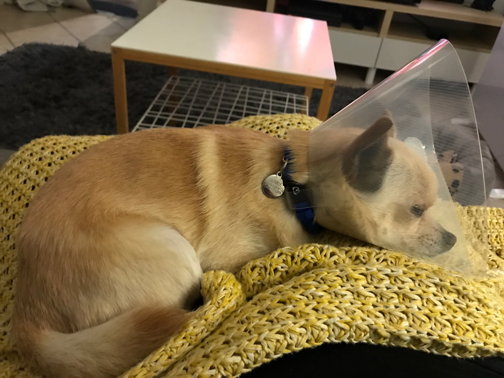 dog sleeping with cone