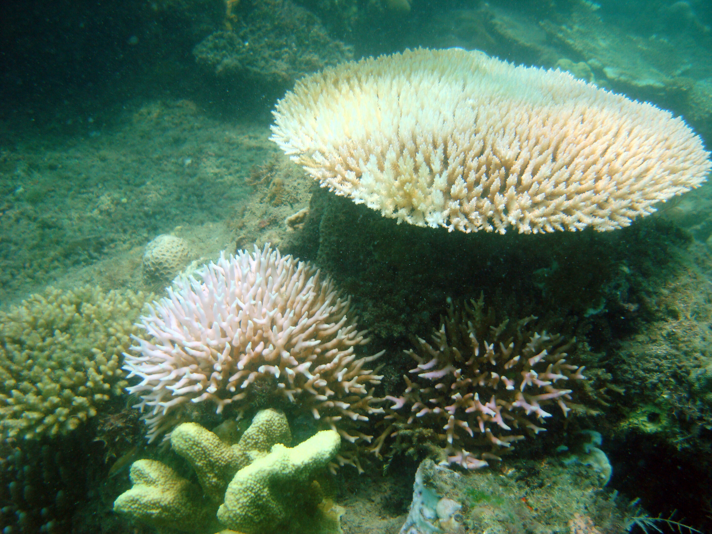 Corals in murky water less affected by temperature stress, research finds - Phys.Org