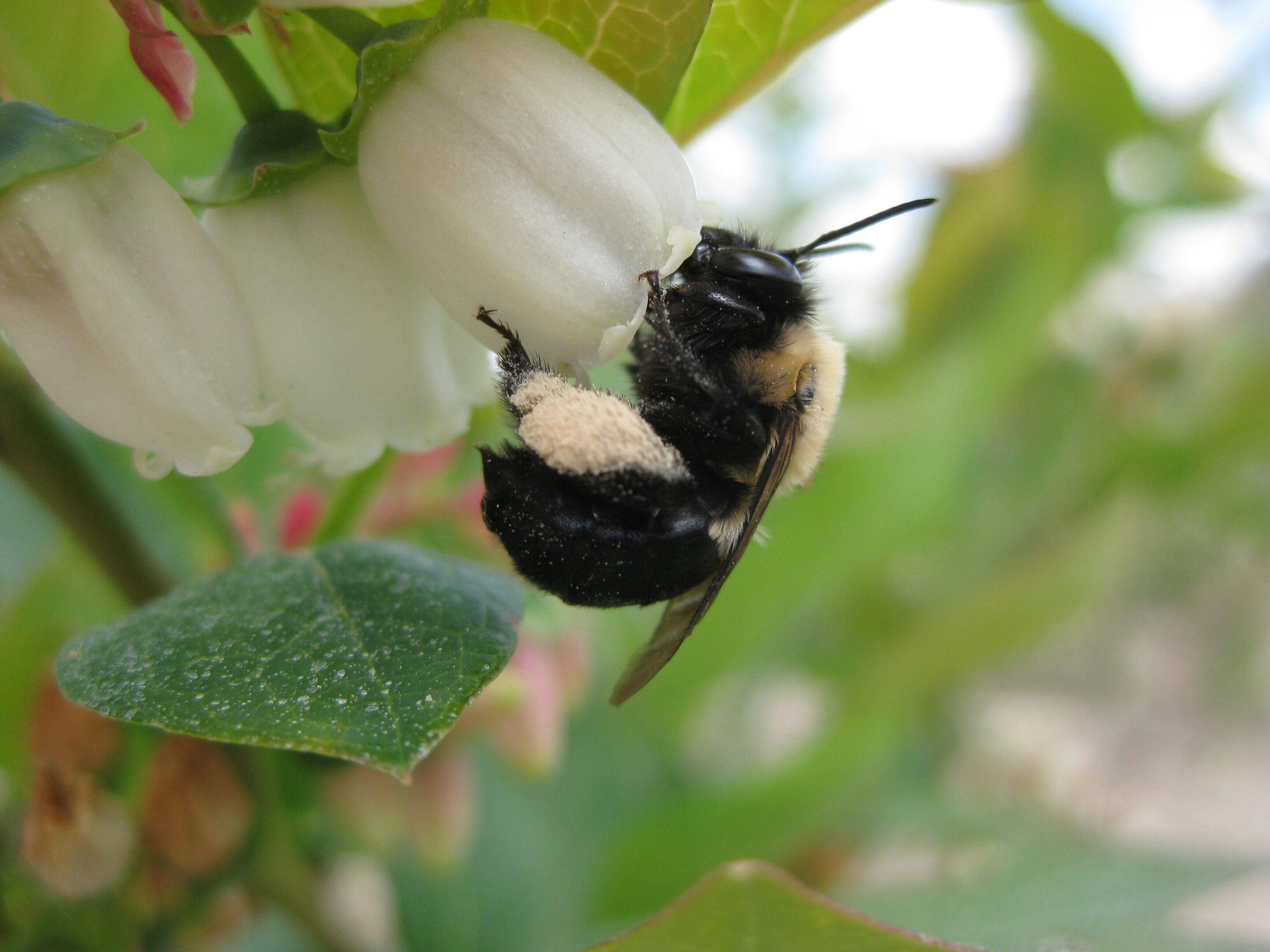 Bumble Bees as Pollinators  College of Agriculture, Forestry and