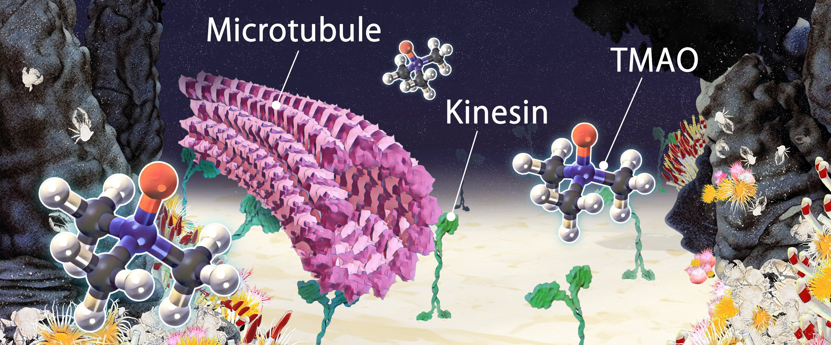 photo of Deep-sea osmolyte makes biomolecular machines heat-tolerant image