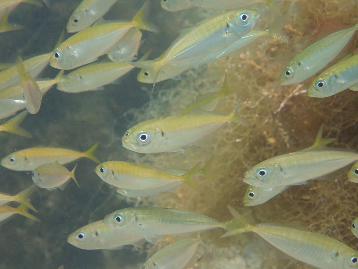 Using DNA in the water tell us how many fish are there - Phys.org
