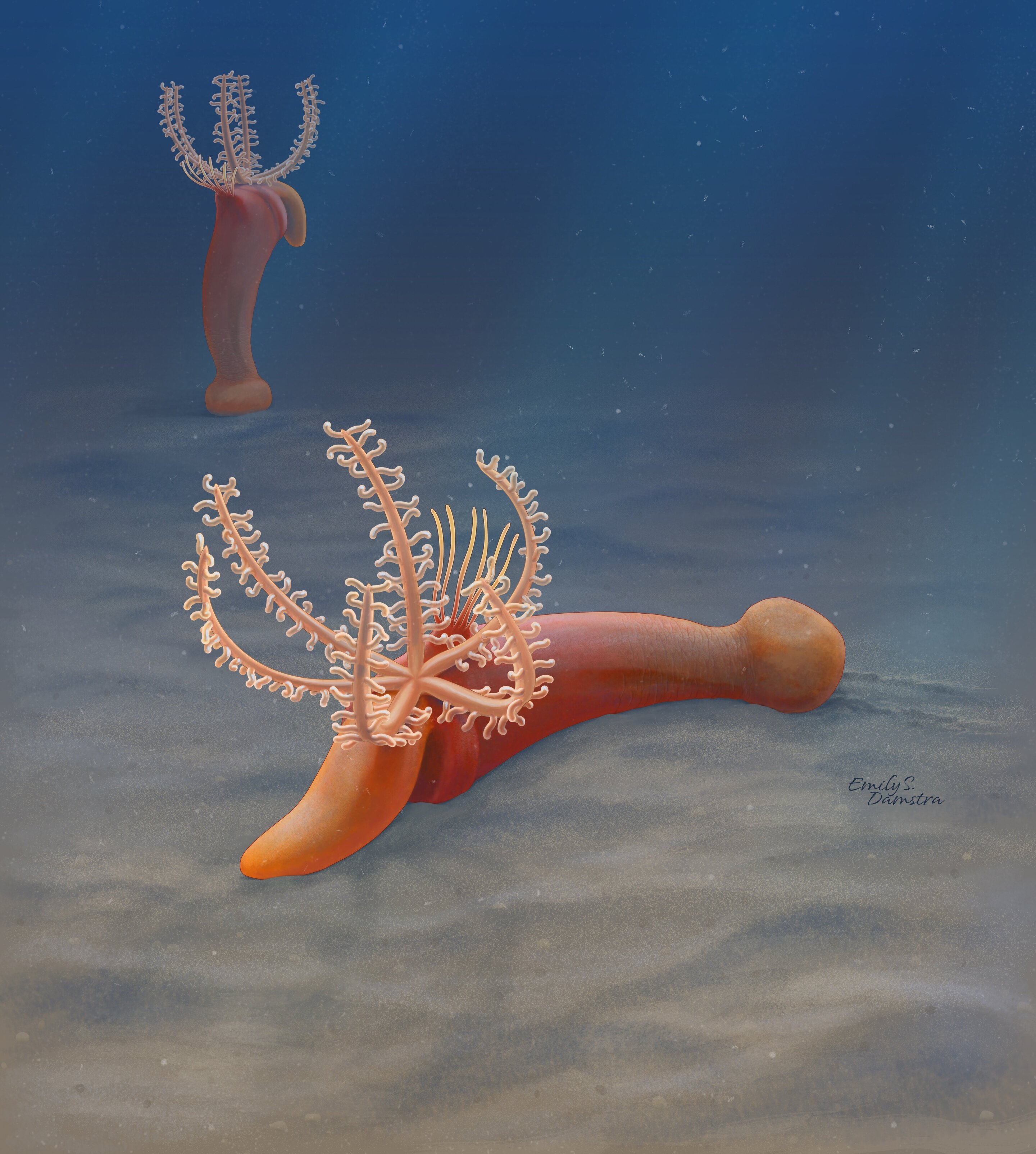 Early Cambrian fossil discovery gives new understanding into the origin of  hemichordates