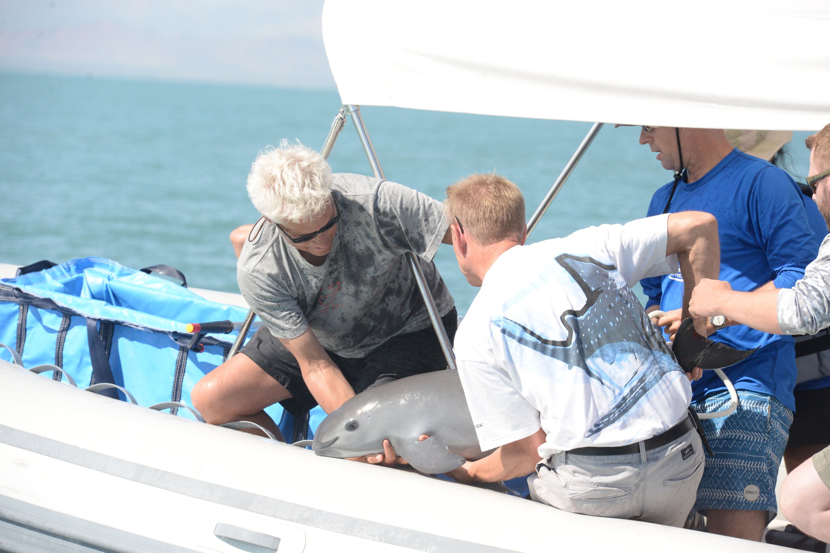 photo of Endangered vaquita remain genetically healthy even in low numbers, new analysis shows image