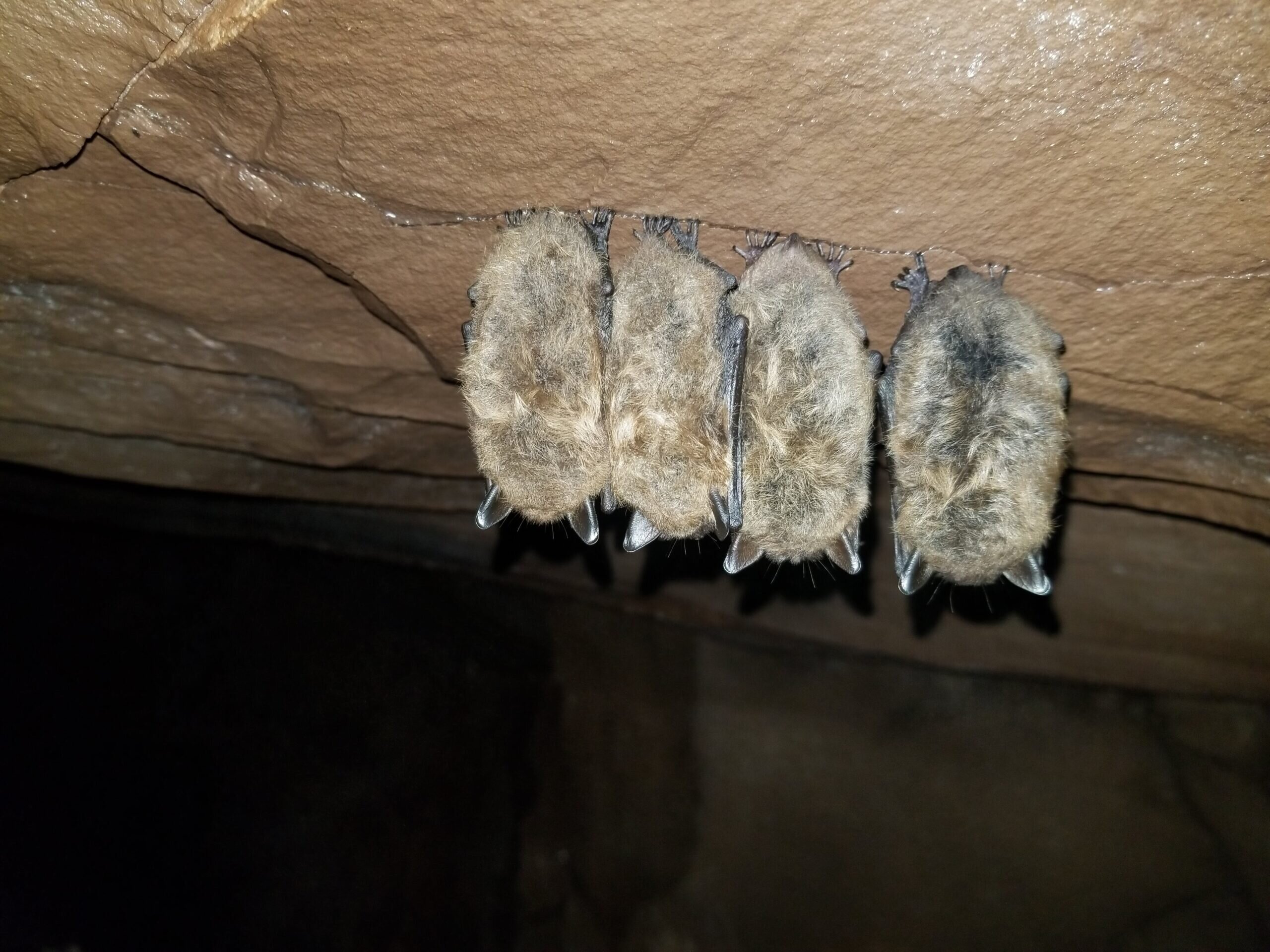 photo of First genetic evidence of resistance in some bats to white-nose syndrome, a devastating fungal disease image