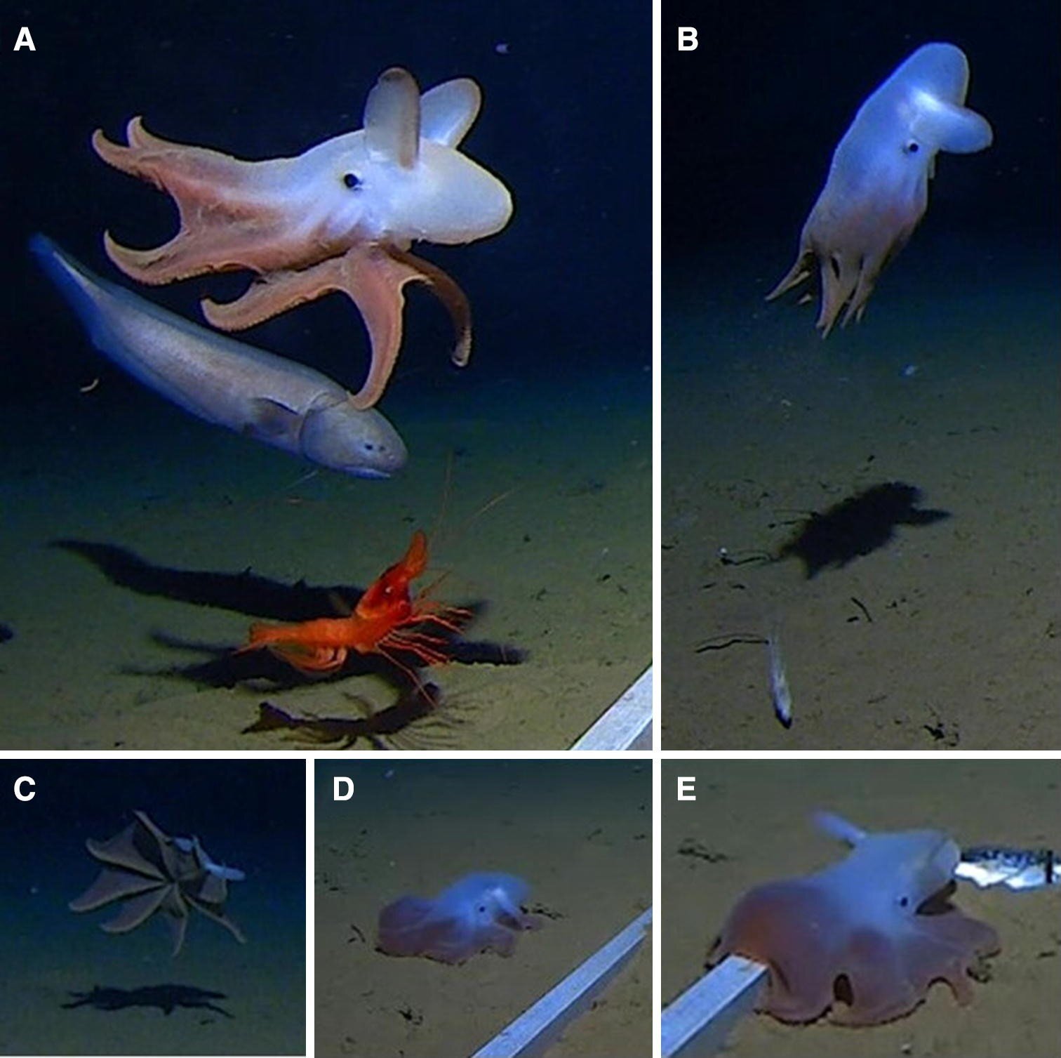photo of Footage captured of cephalopod at deepest ocean level ever observed image