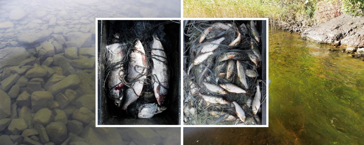 photo of Future lake food webs in subarctic have more biomass and contain more omega-3 fatty acids image