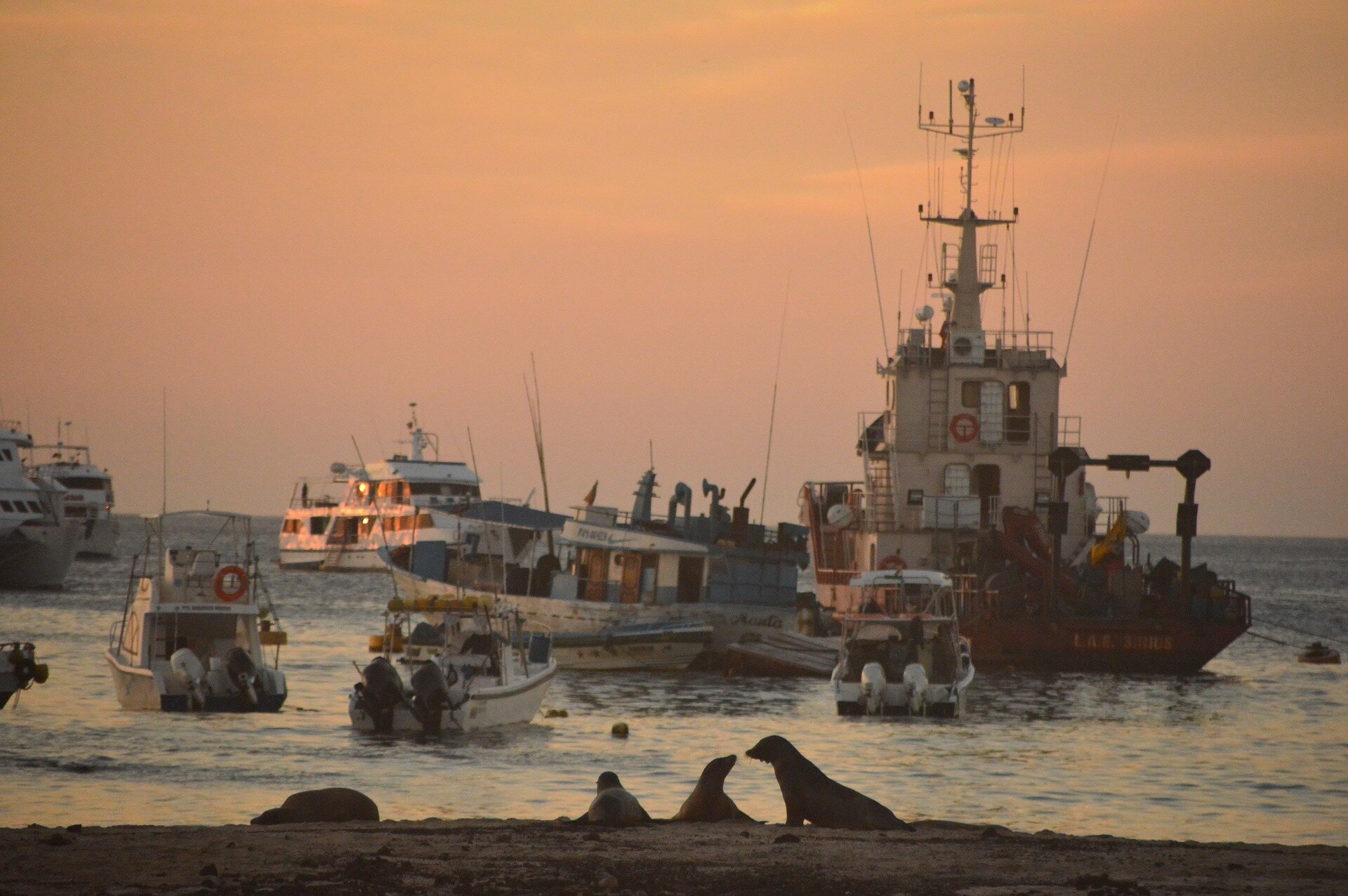 photo of Crisis in the Galapagos: Chinese fishing fleets and COVID-19 threaten a natural wonder image