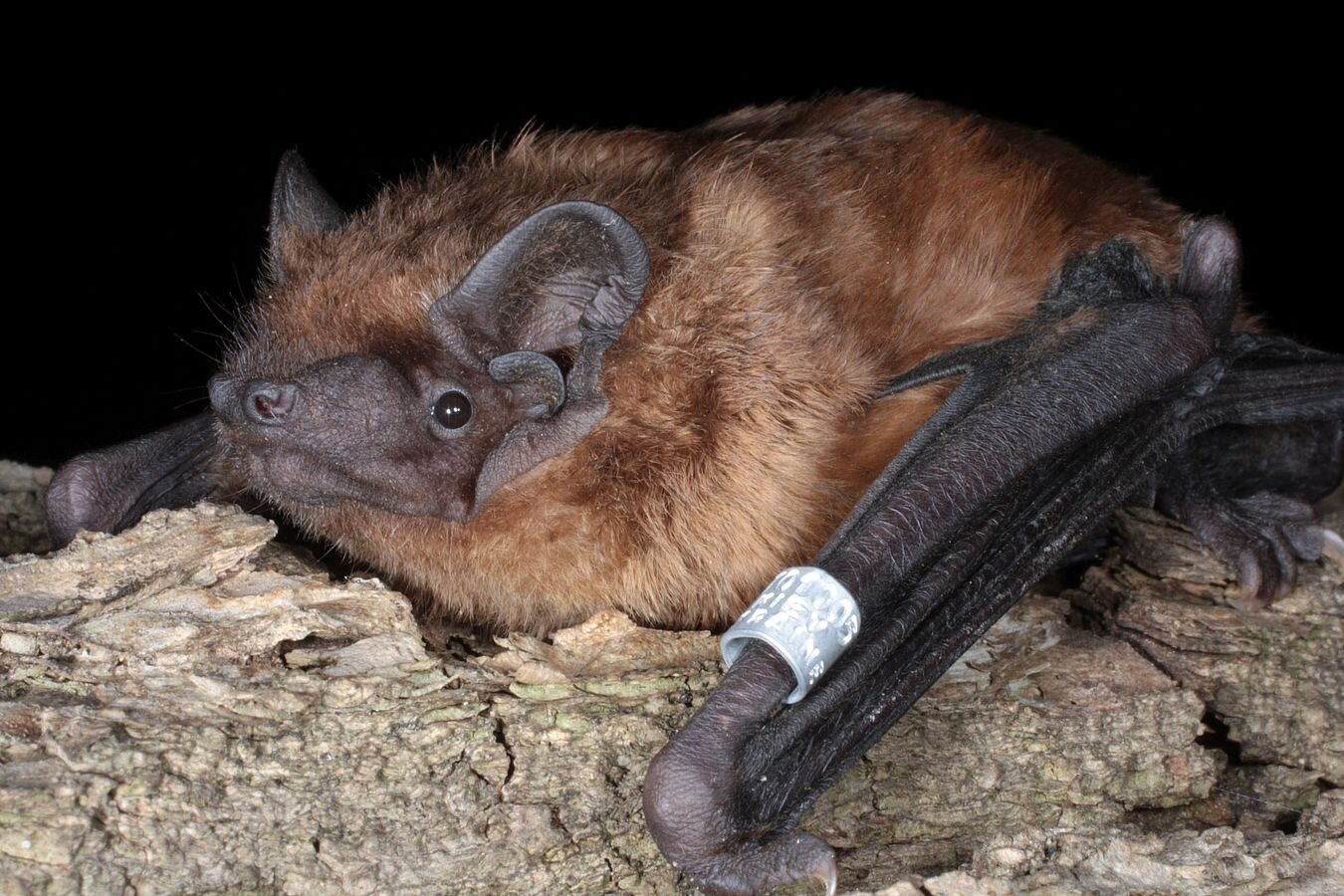 Generational shifts help migratory bats keep pace with global warming - Phys.org