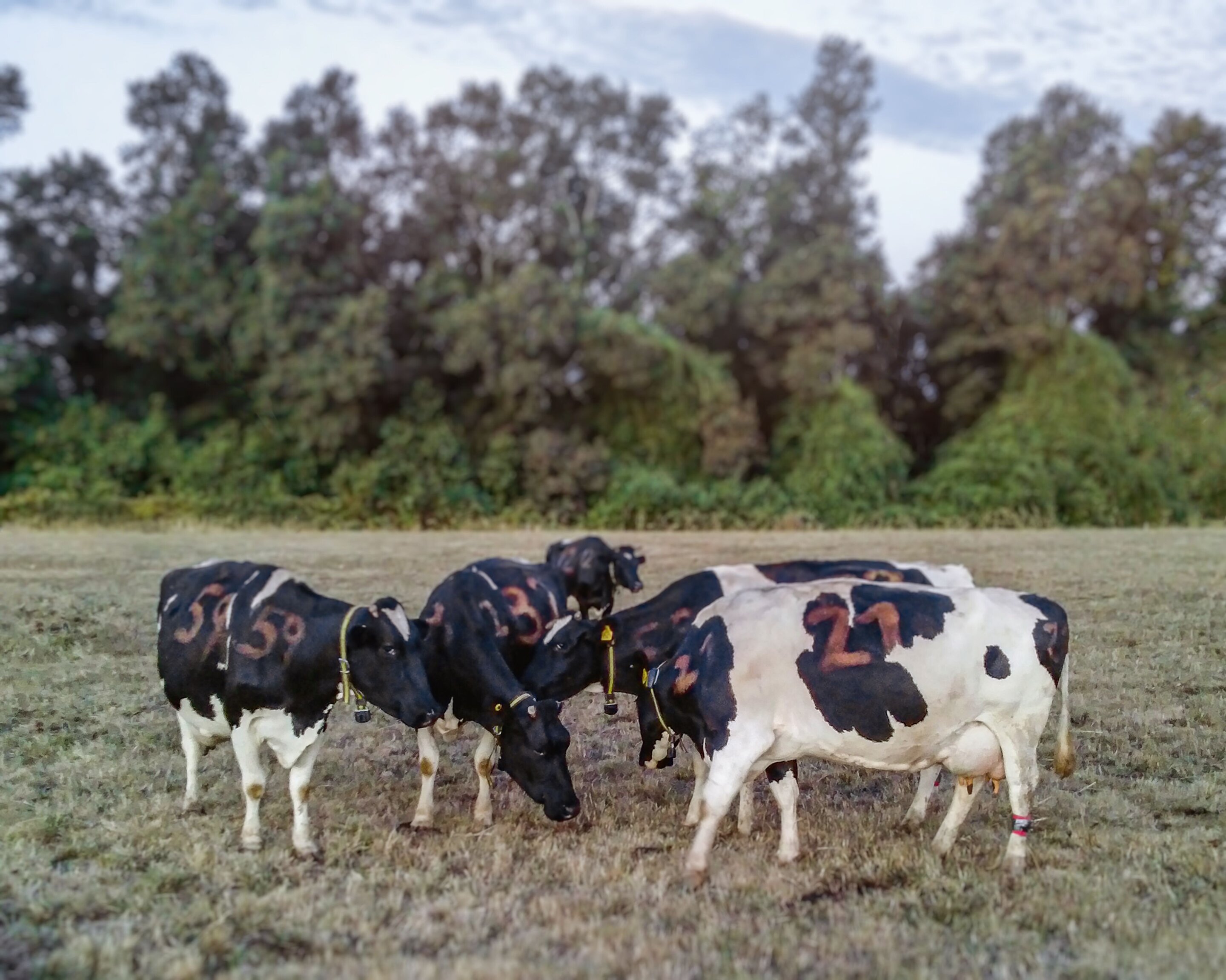 photo of Grooming behavior between dairy cows reveals complex social network image