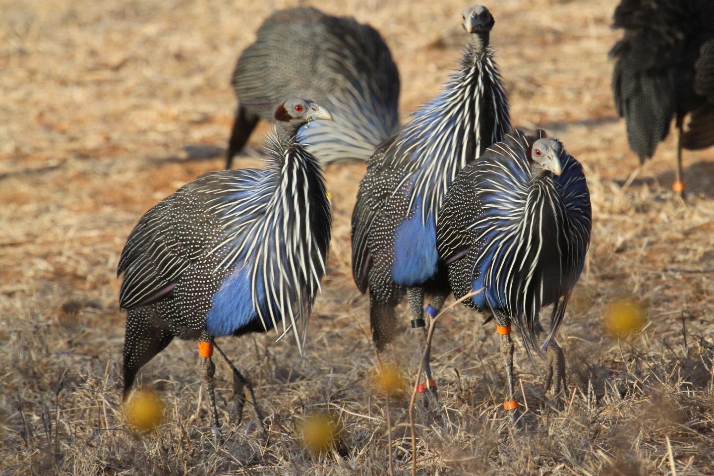 The Vulturine Guinea Fowl of Kenya spend the day scraping the ground