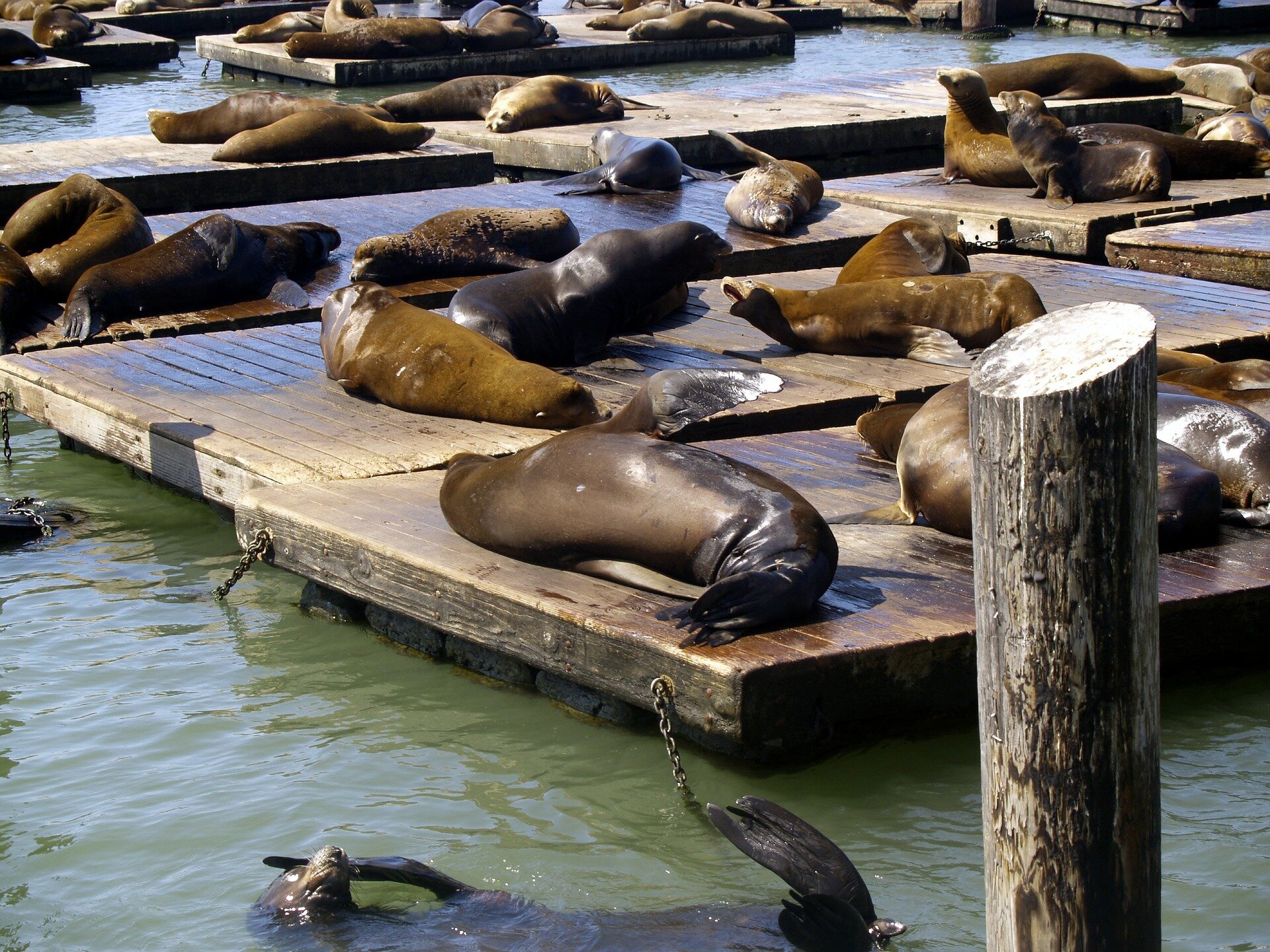 photo of 'Essentially a gas station,' fishy feast draws sea lions to Pier 39 in numbers not seen in 15 years image