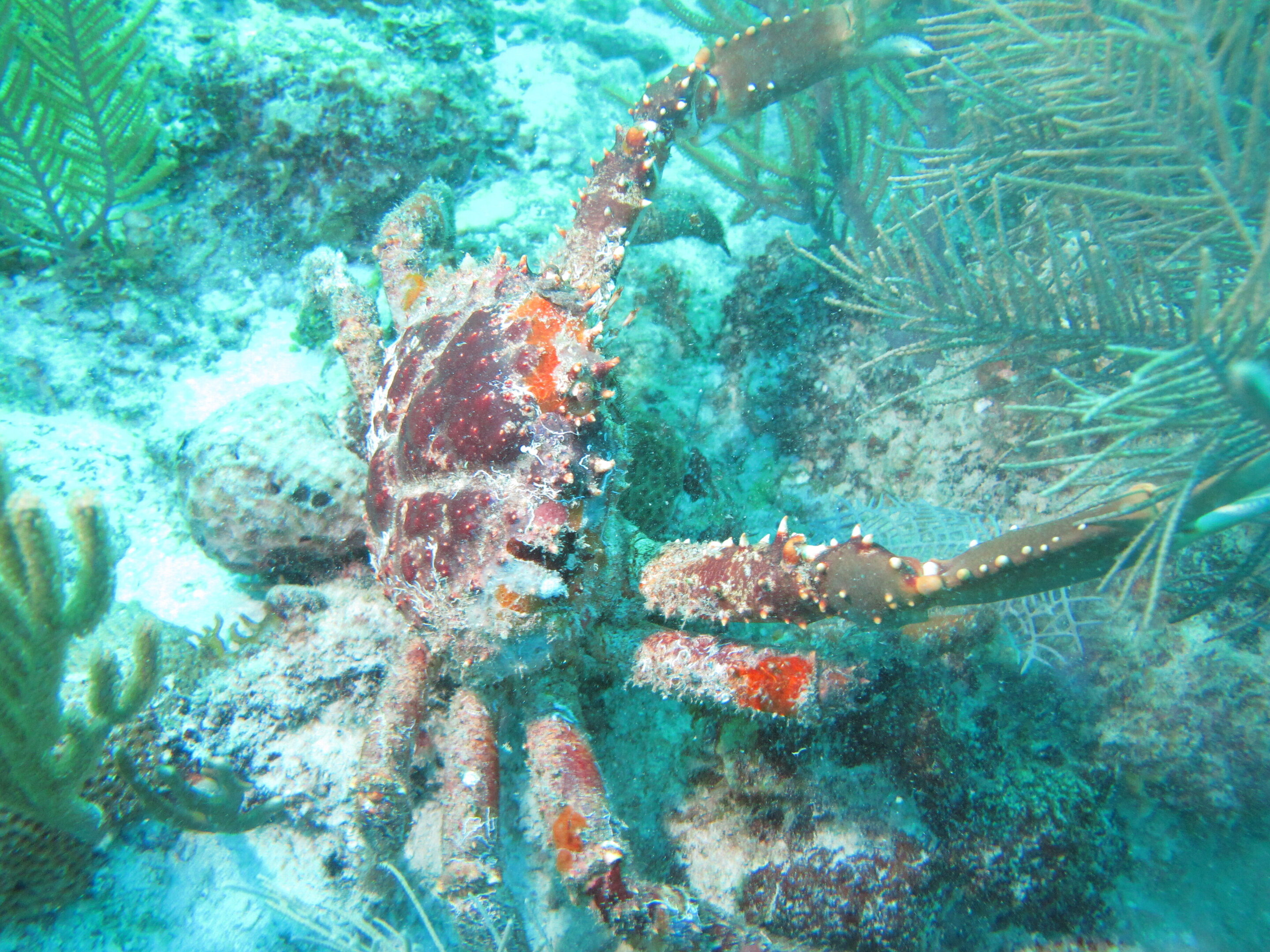 How Seaweed-munching Crabs Could Help Save Coral Reefs | QNewsHub