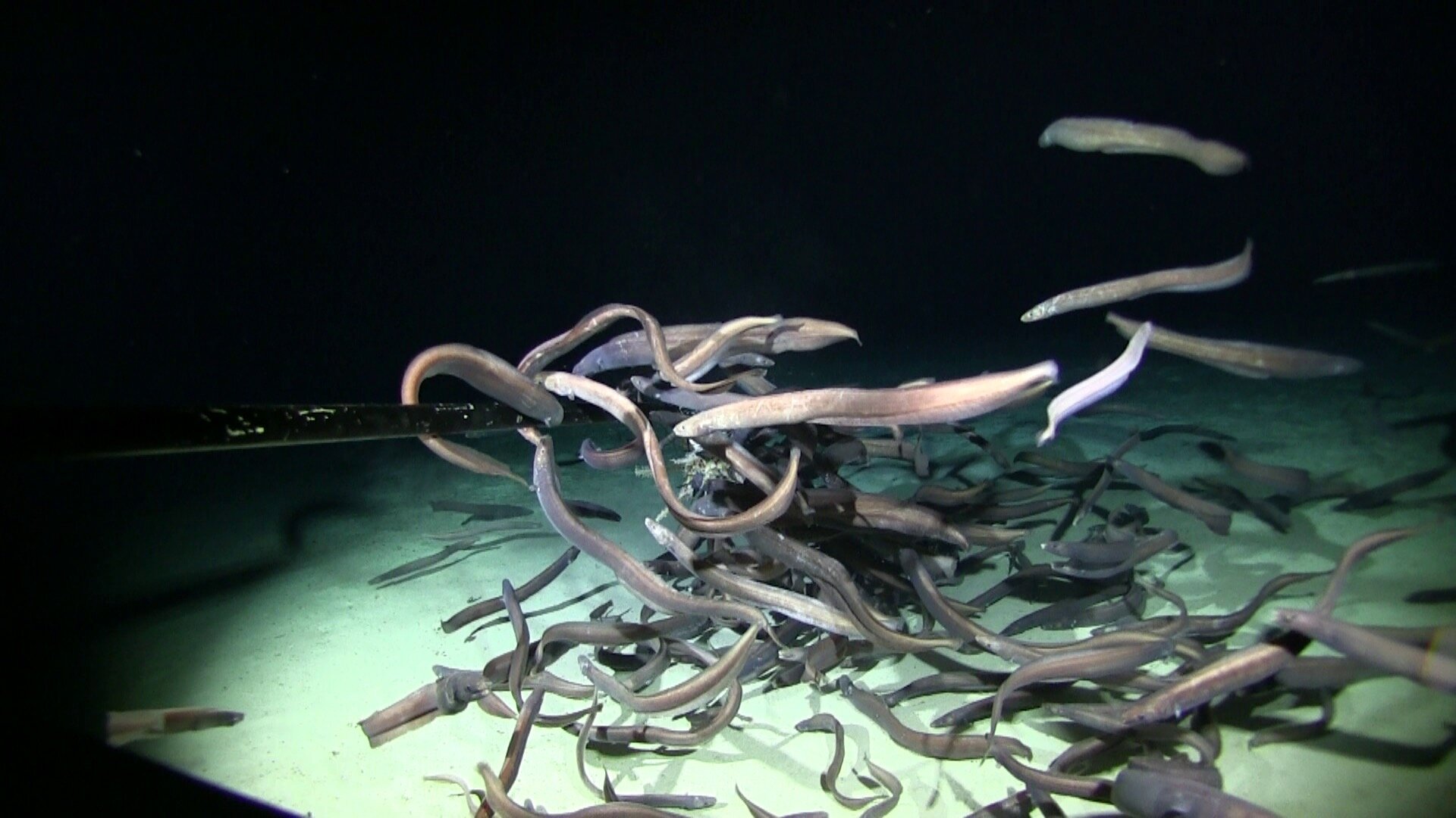 photo of Researchers record largest aggregation of fishes in abyssal deep sea image