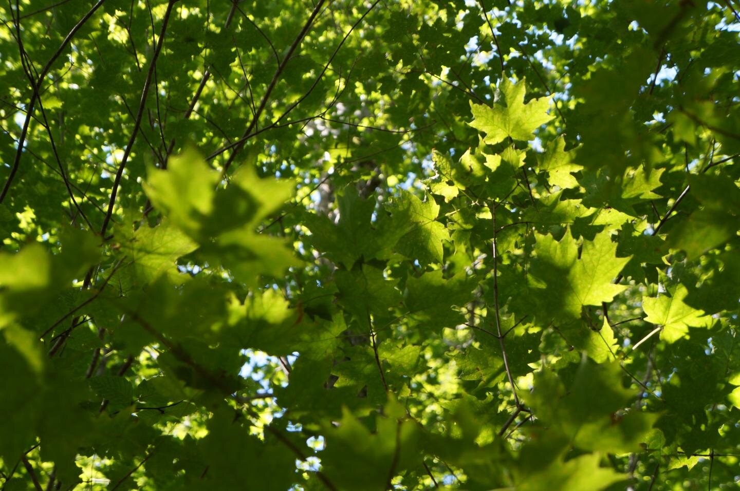photo of Leaf microbiomes are a neighborhood affair in northern forests image