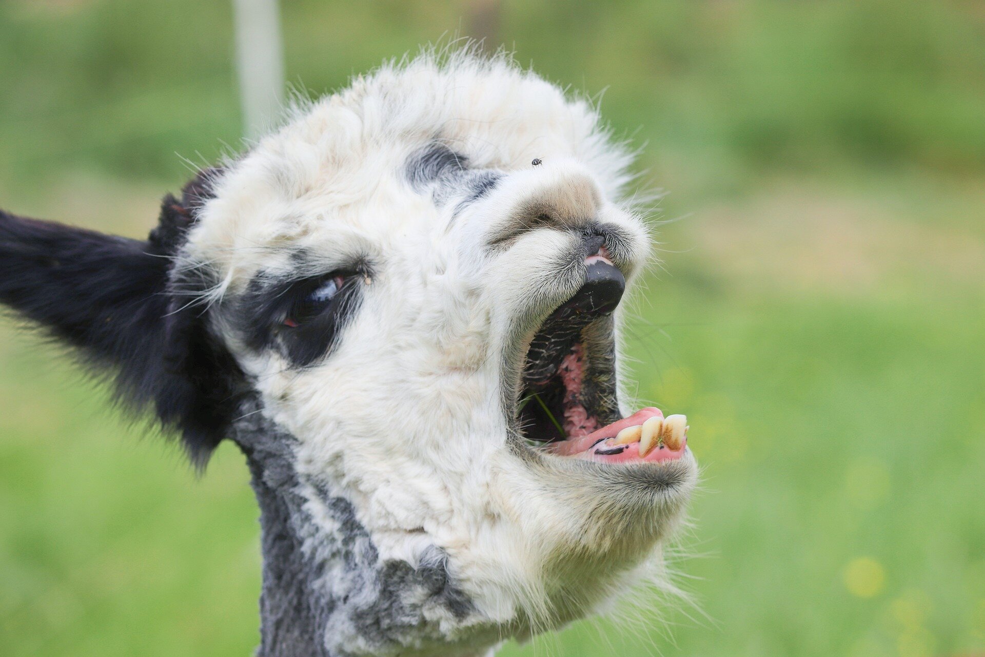 'Llama magic': How antibodies from llamas may lead to COVID-19 treatment