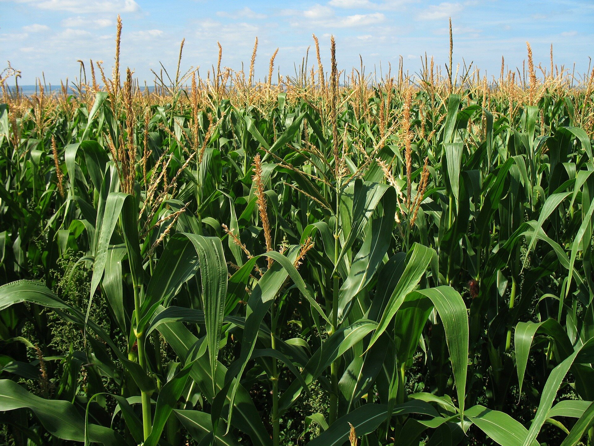 Borrowed gene helps maize adapt to high elevations, cold temperatures