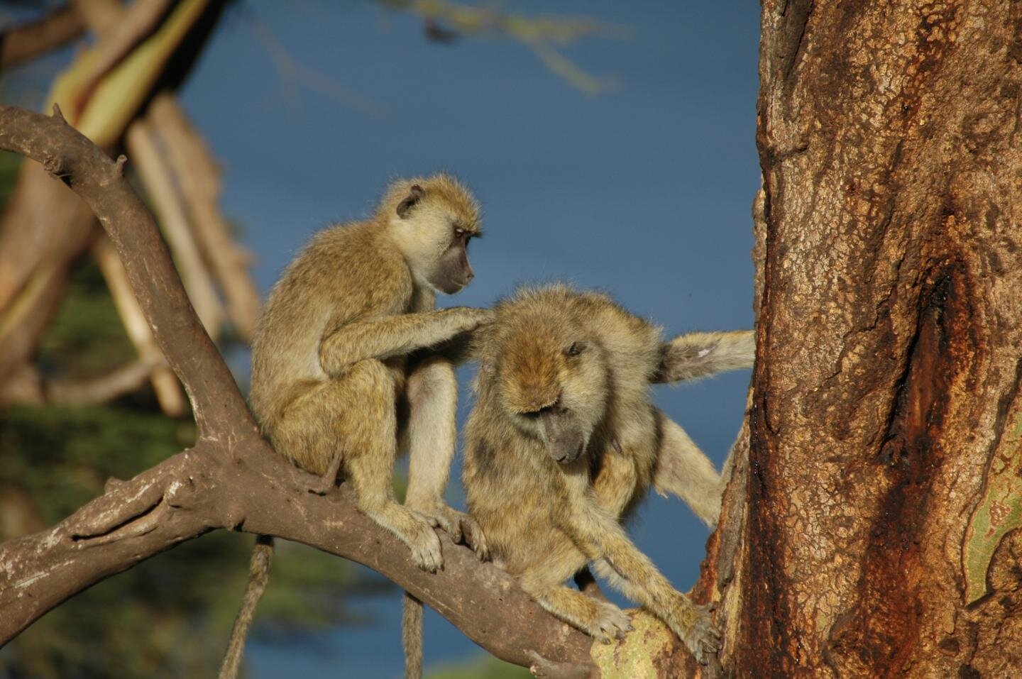 photo of Male baboons with female friends live longer image