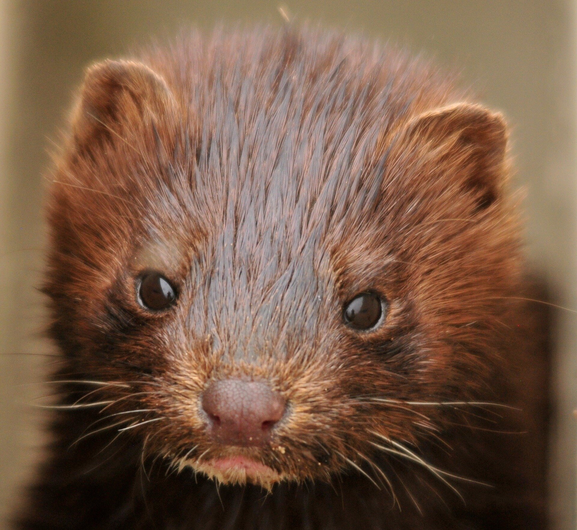 Dutch mink workers may be first known humans infected by animals: WHO