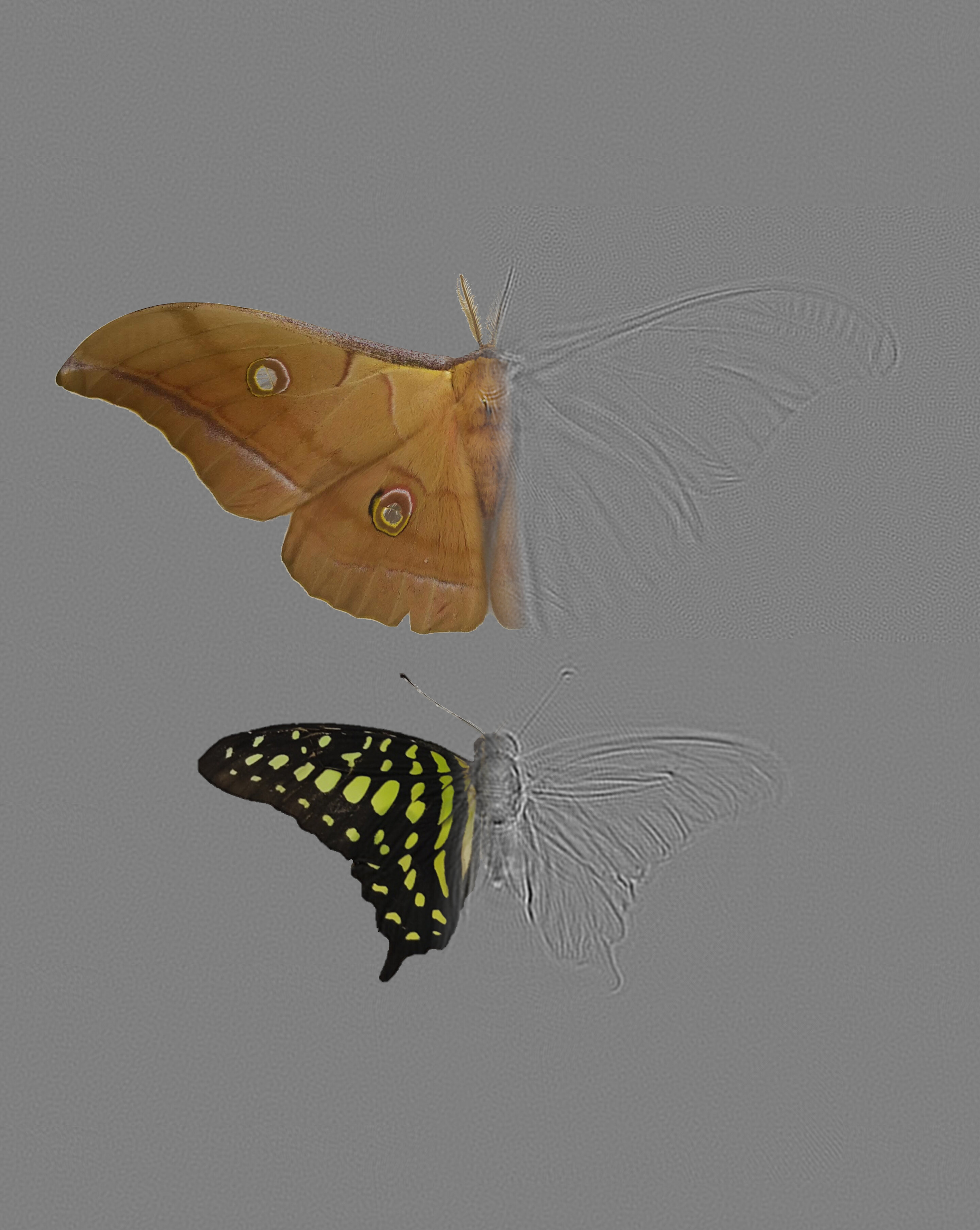 photo of Moths strike out in evolutionary arms race with sophisticated wing design image