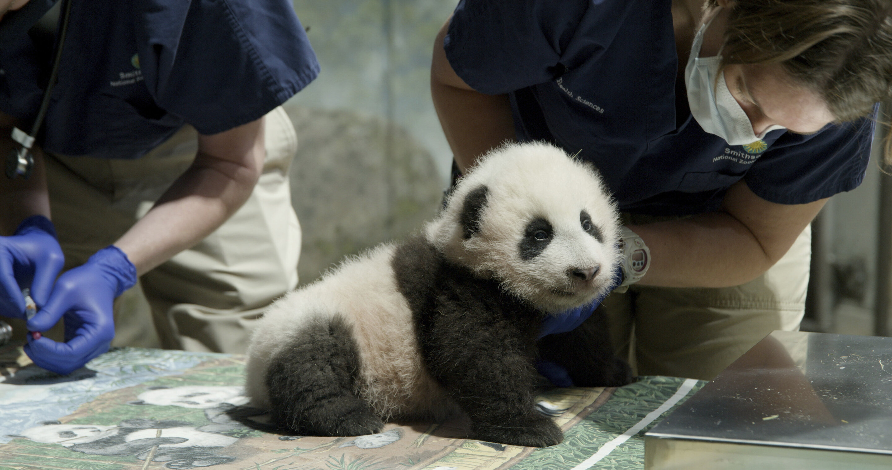 photo of National Zoo panda cub named Xiao Qi Ji or 'Little Miracle' image