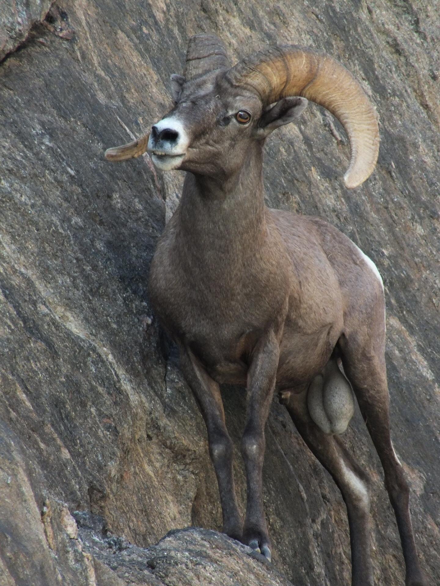 Native desert bighorn sheep in ecologically intact areas are less vulnerable to climate change - Phys.org