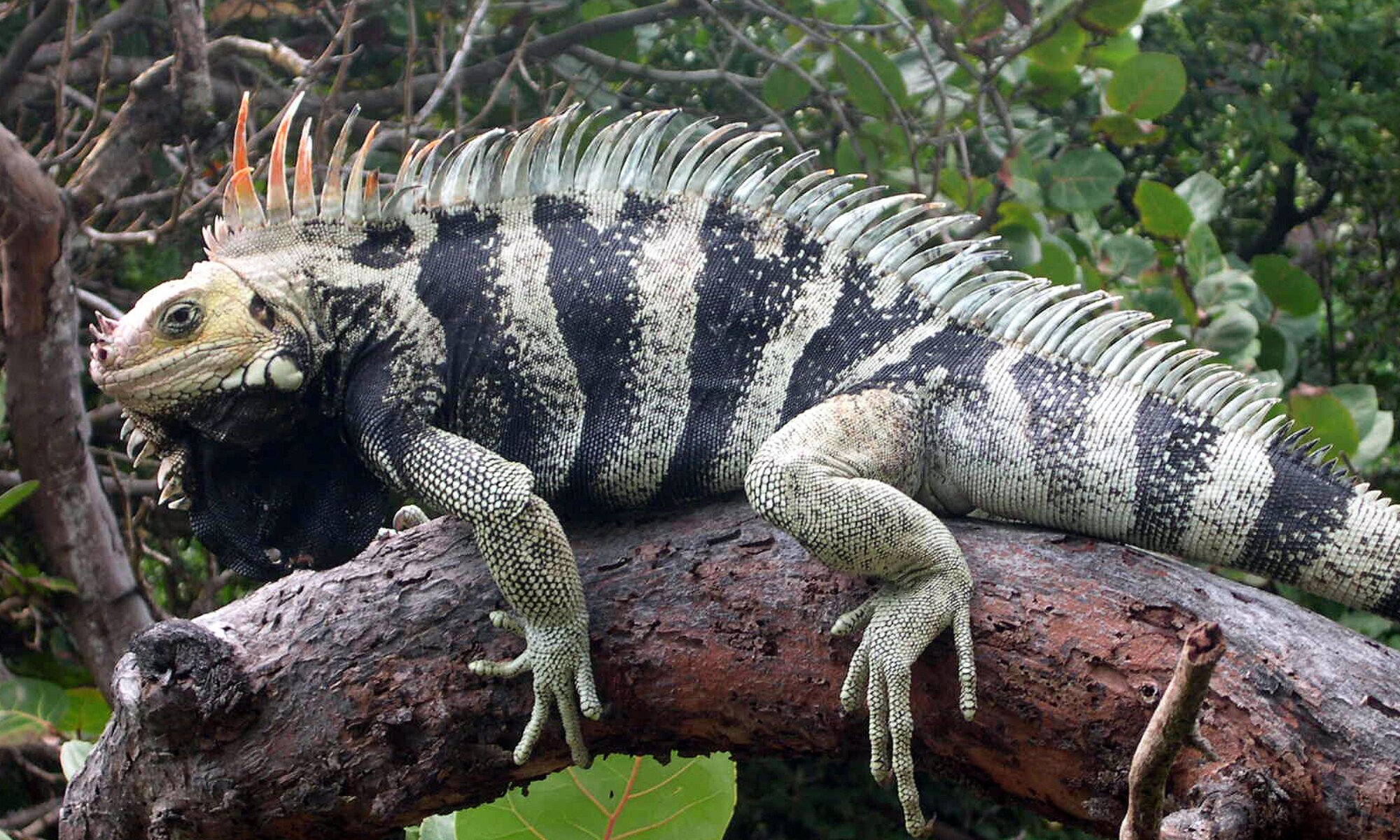Largest Iguana Species