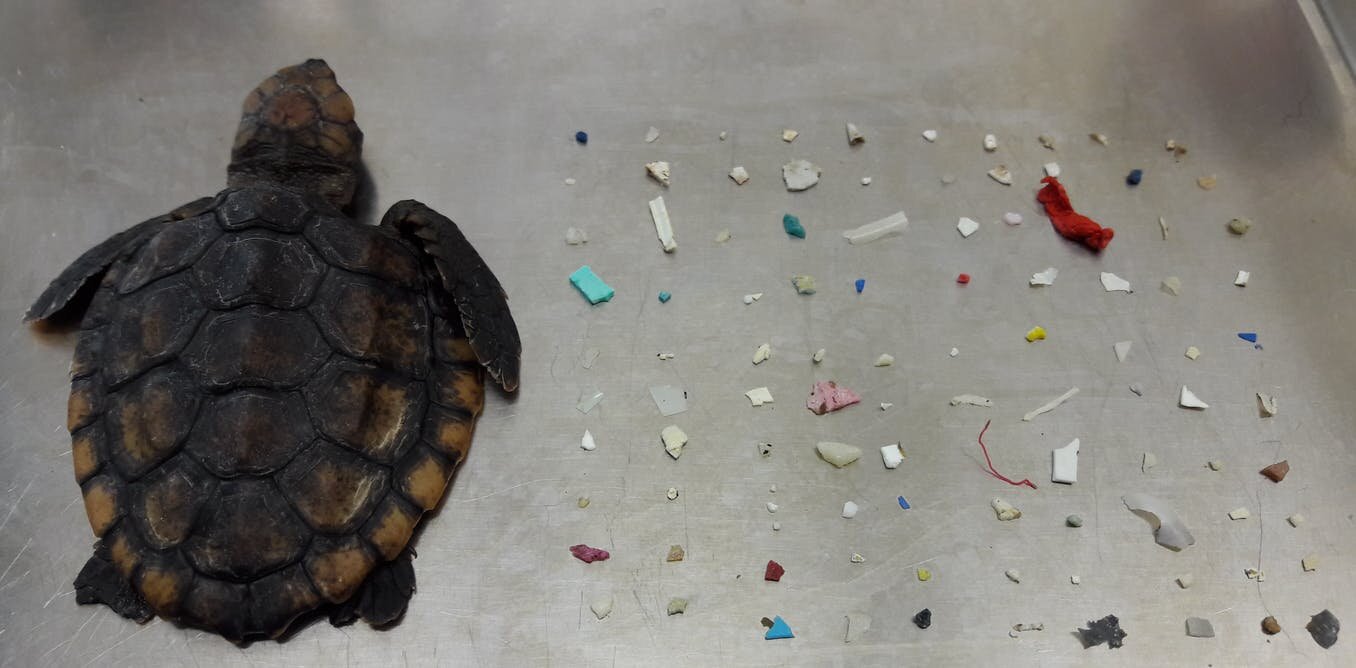 Newly hatched Florida sea turtles are consuming dangerous quantities of  floating plastic