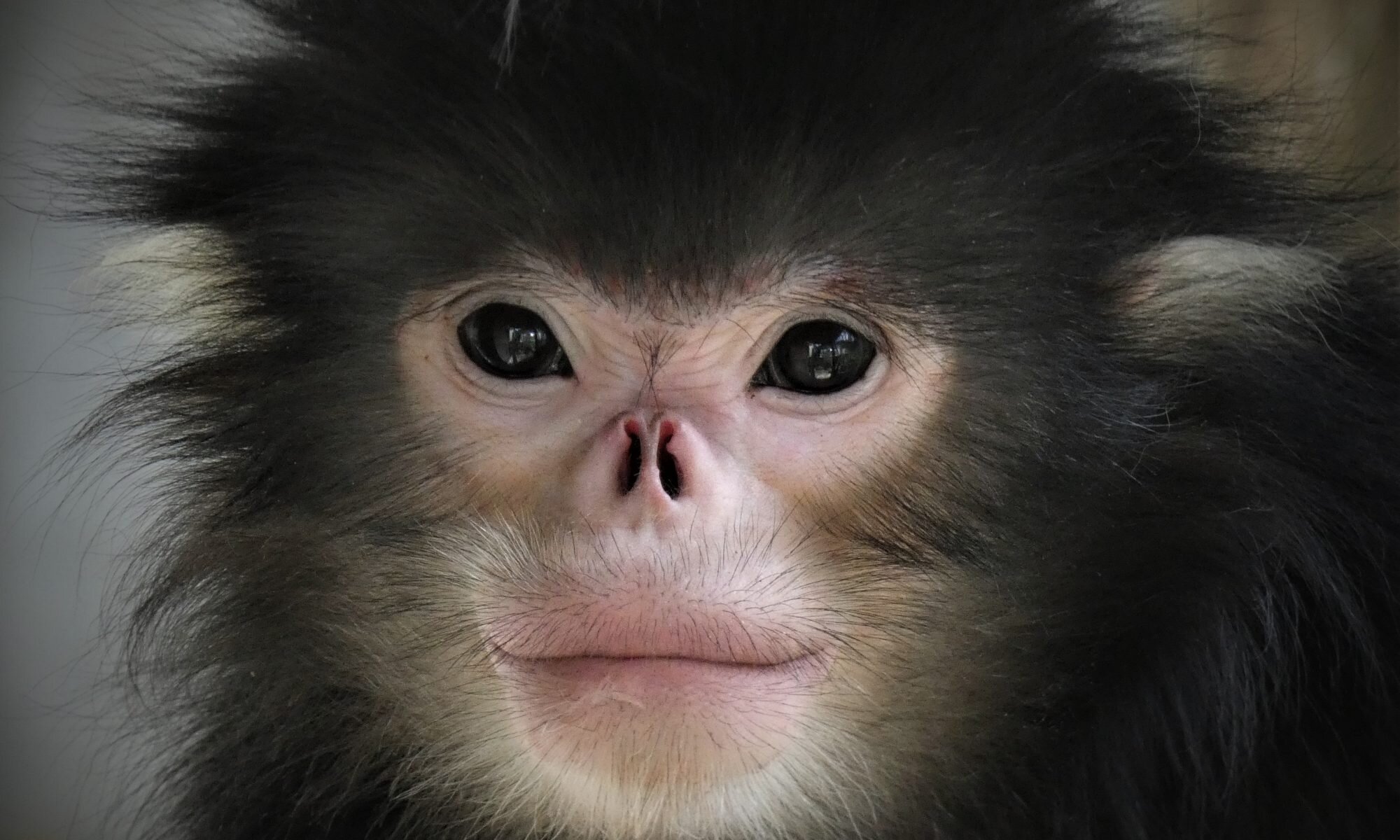 Monkey Monkey Facts,