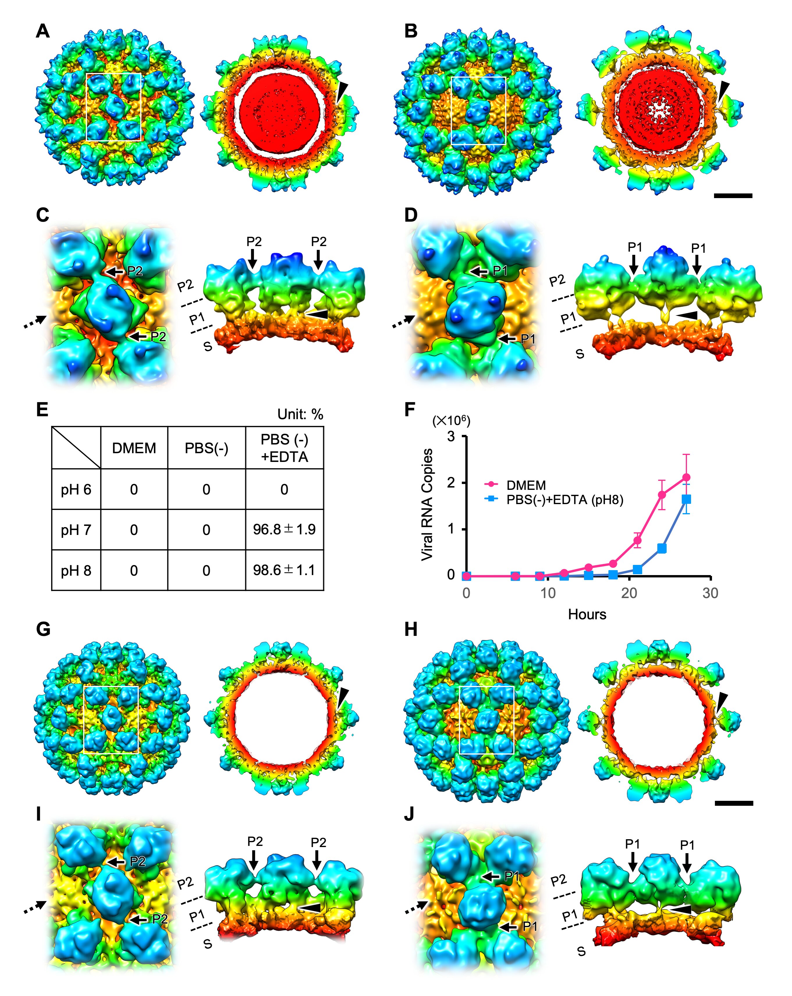 Norovirus has two alternative capsid structures which change before