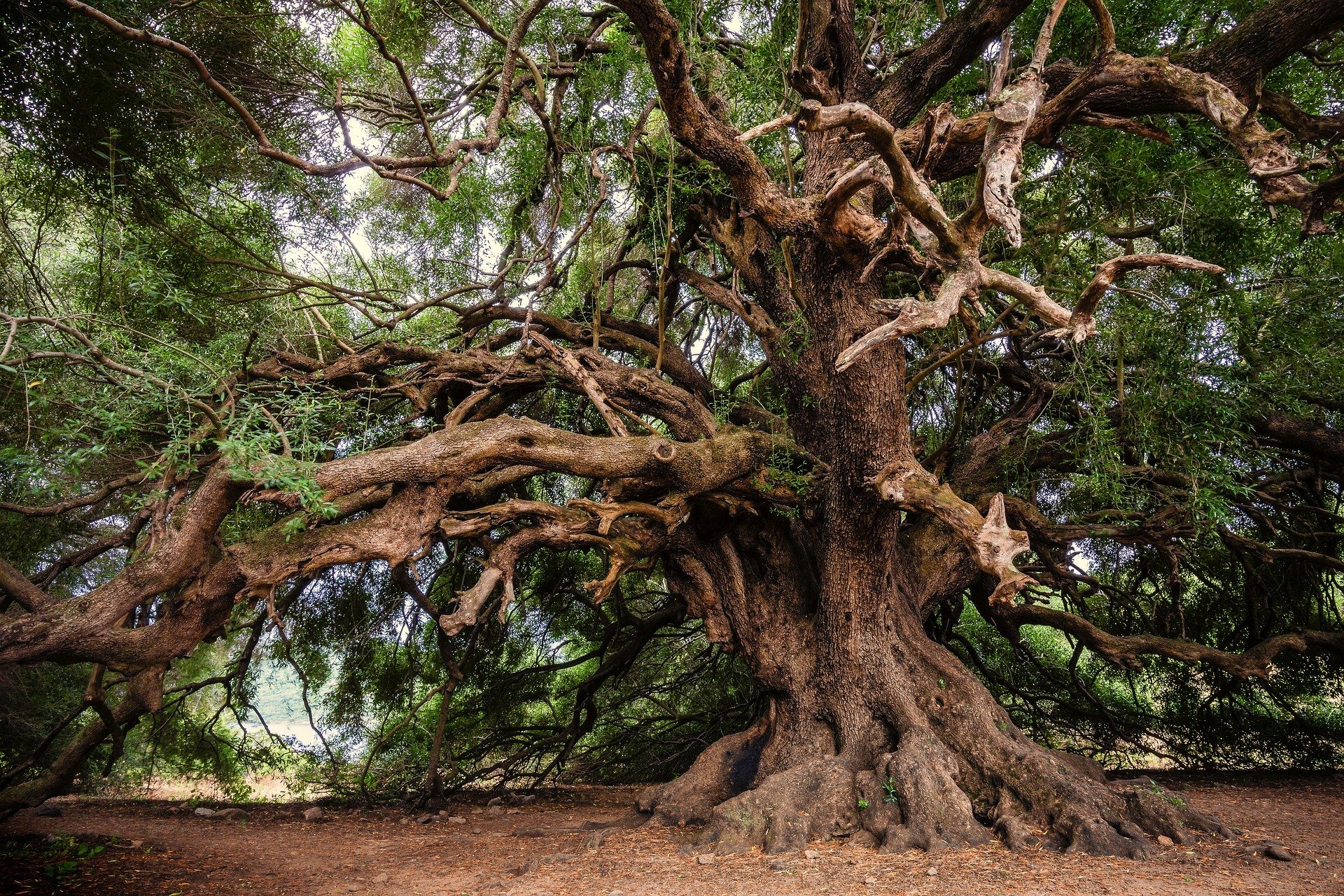 Despite debate, even the world's oldest trees are not immortal