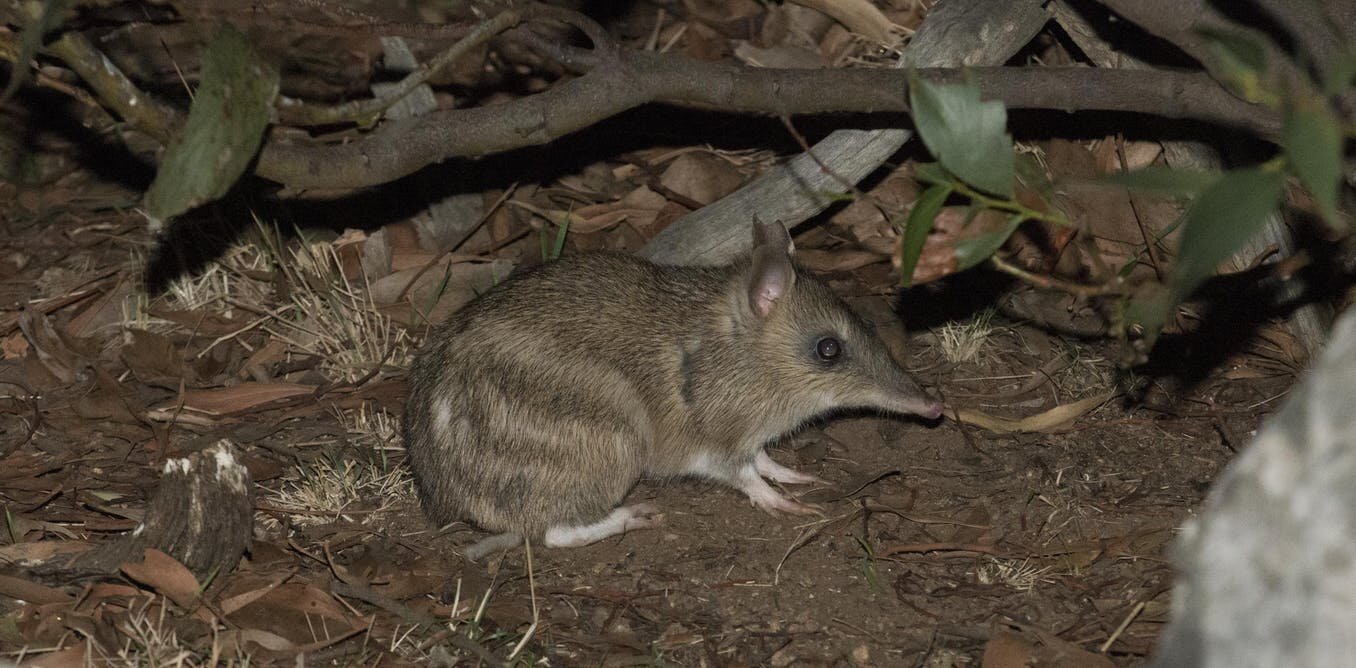 Bandicoot digs: The little marsupial burrows that keep Australia's soil  healthy