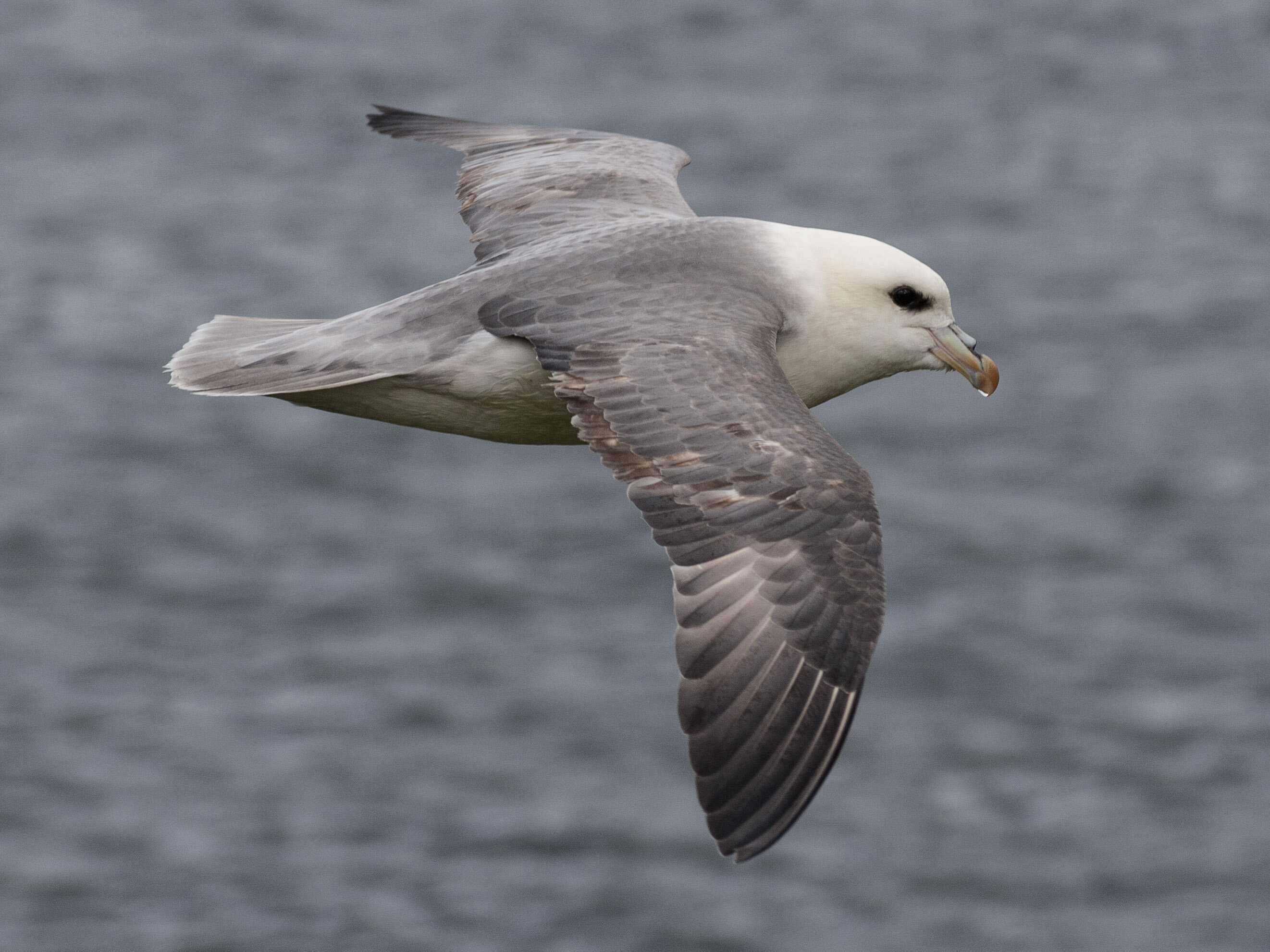 Plastic debris releases potentially harmful chemicals into seabird ...