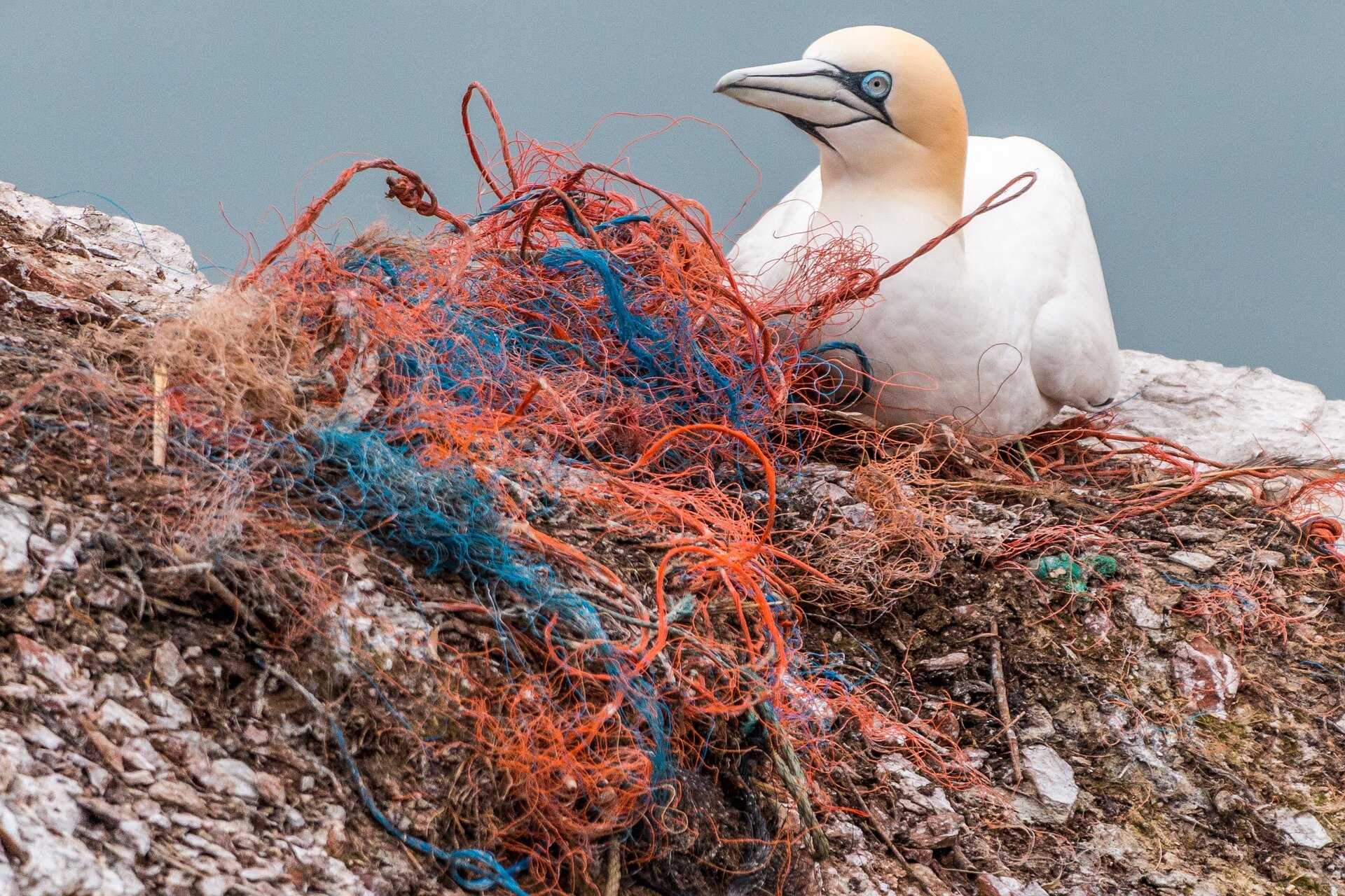 Животные страдают от загрязнений. Птицы и пластик. Птица запуталась в мусоре. Пластиковые пакеты и животные.