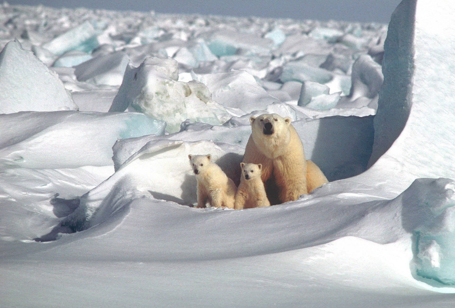 Arctic engineers develop innovative radar method to detect polar bears