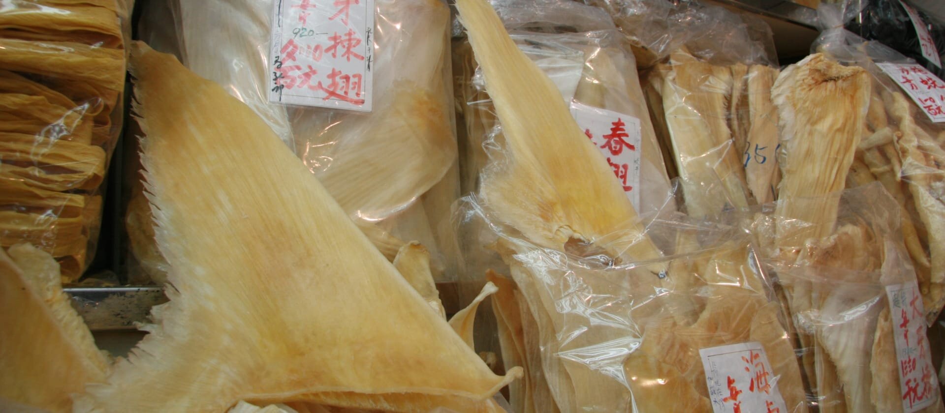 photo of Mercury levels in shark fins illegal and dangerous to human health image